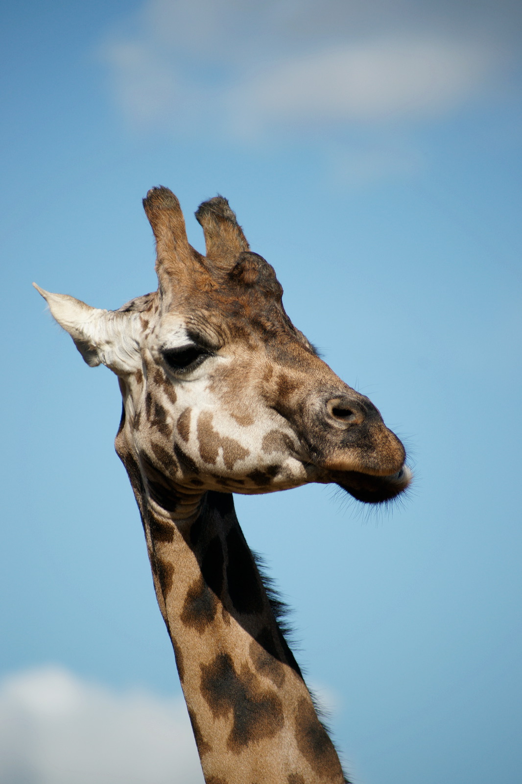 ISO200	f5.6	1/1000	300mm
