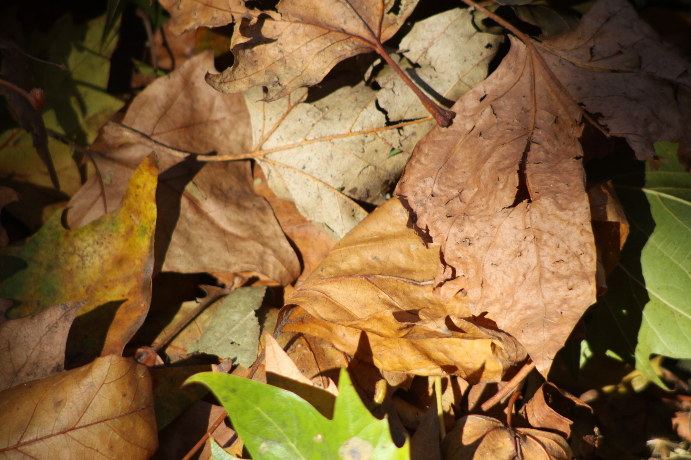 ISO400 f5.6 1/640sec 195mm