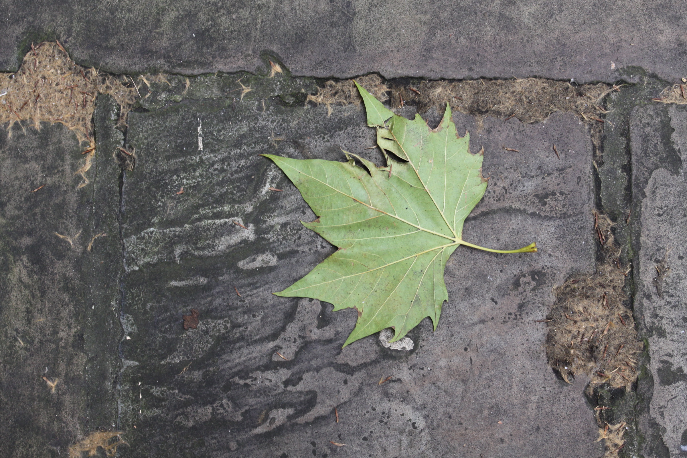 ISO400 f7.1 1/100sec 30mm