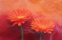 Floral Still life