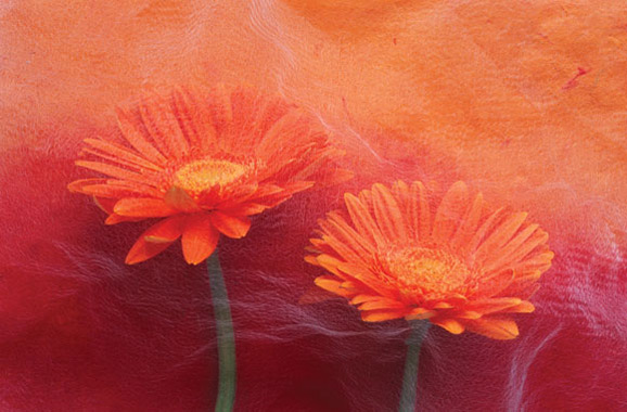 Floral Still life