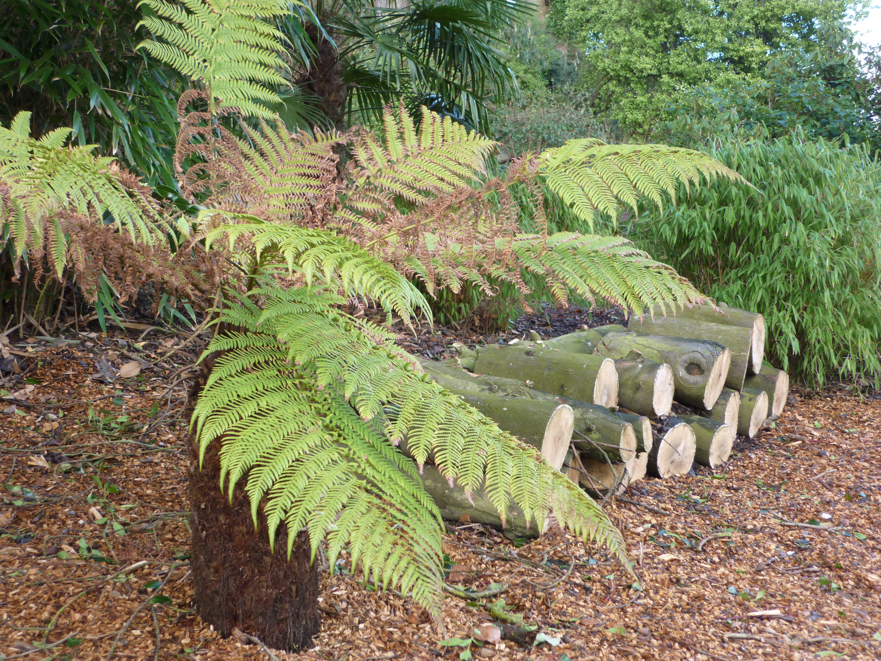 Panasonic FS7 Sample Image1