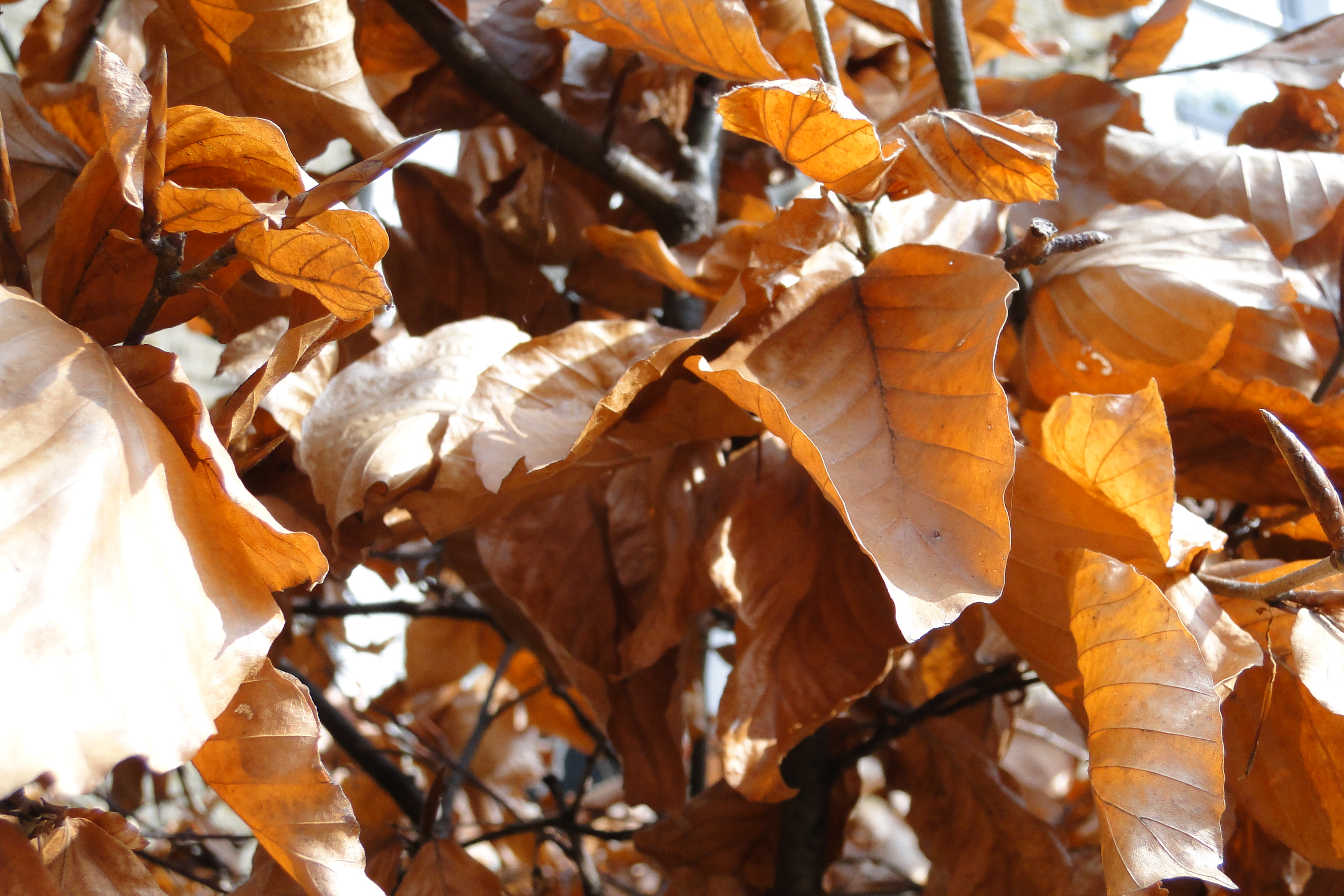 Sony HX1 Sample Image1