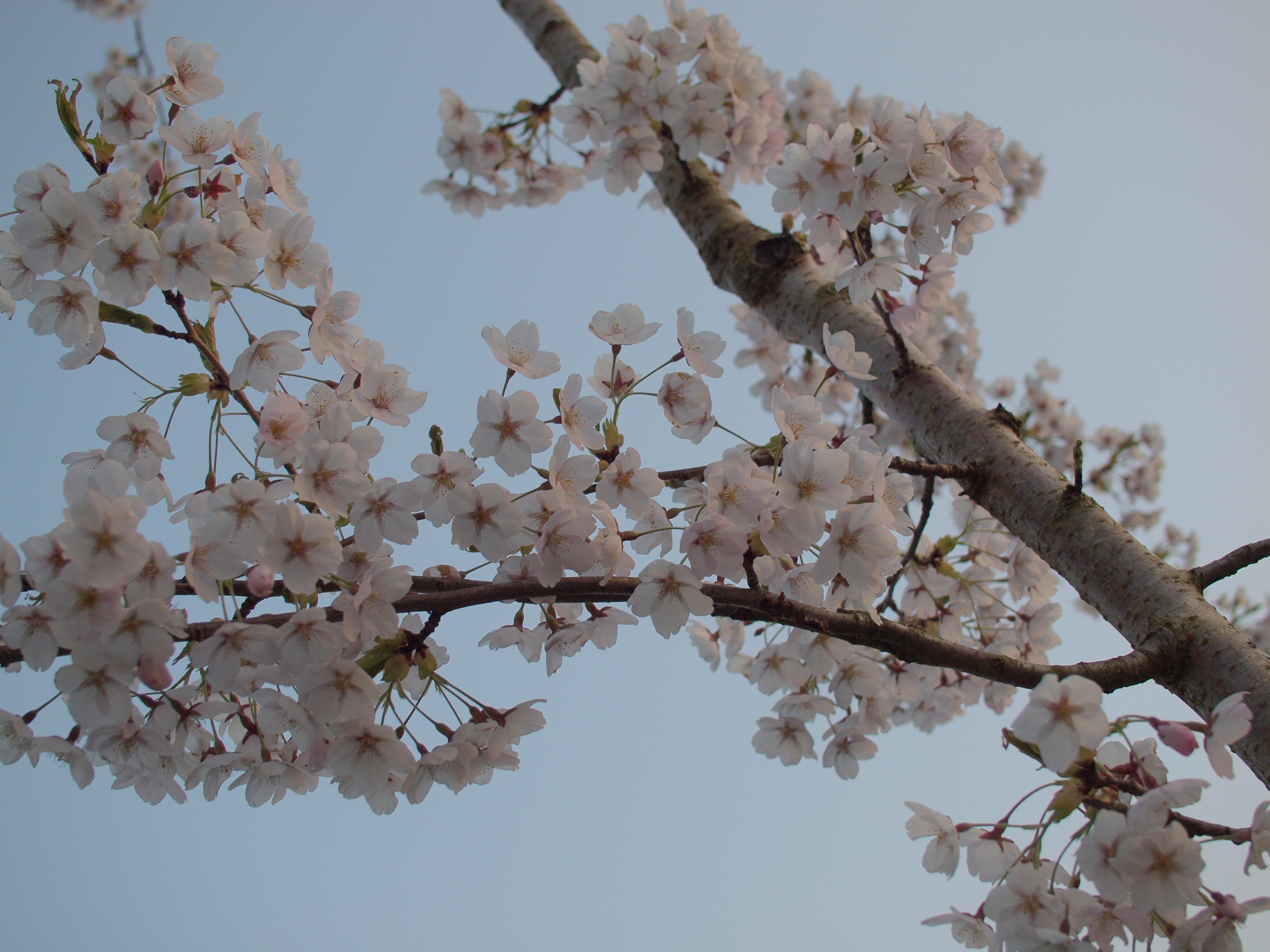 Olympus E-620