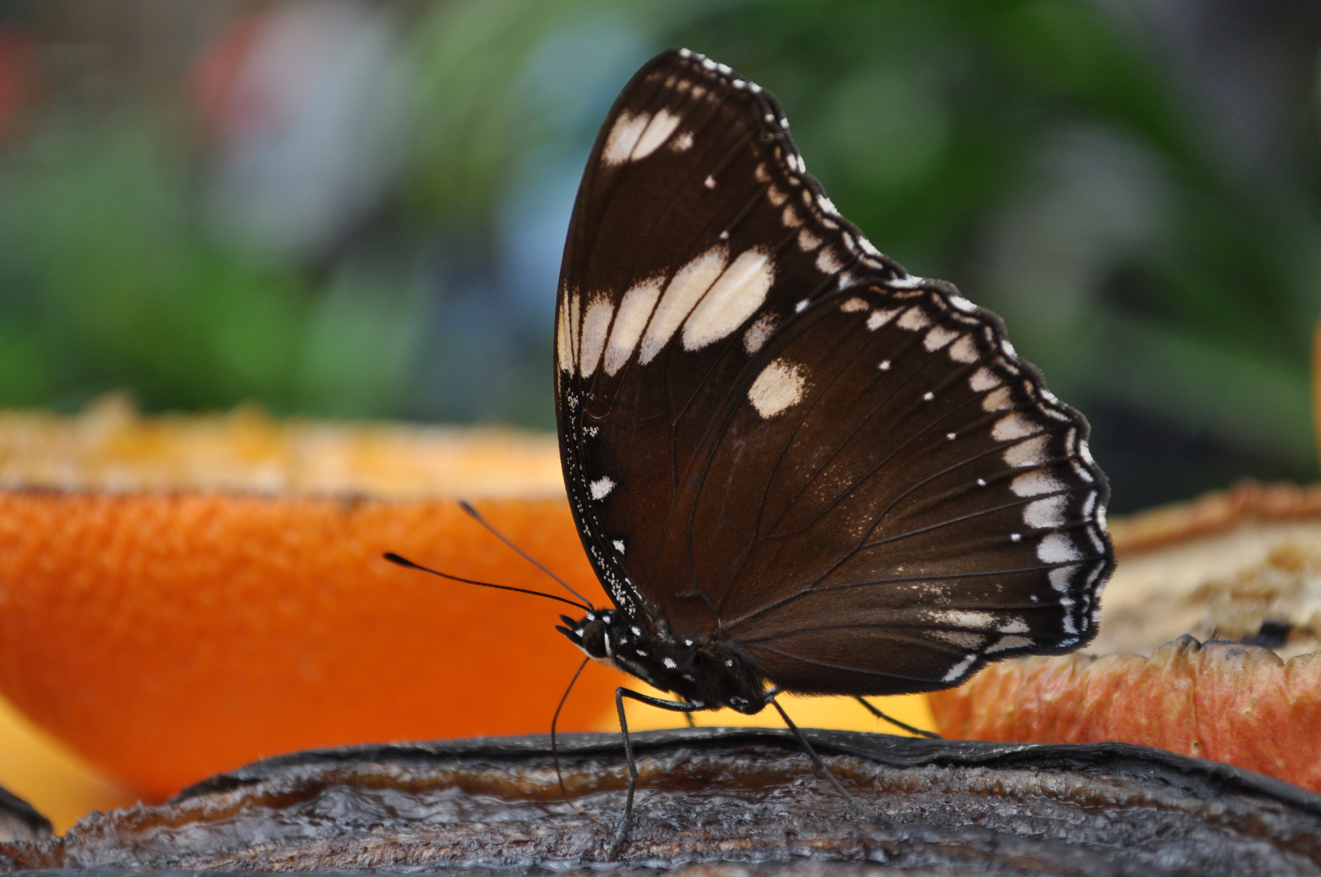 Nikon d5000 sample shot