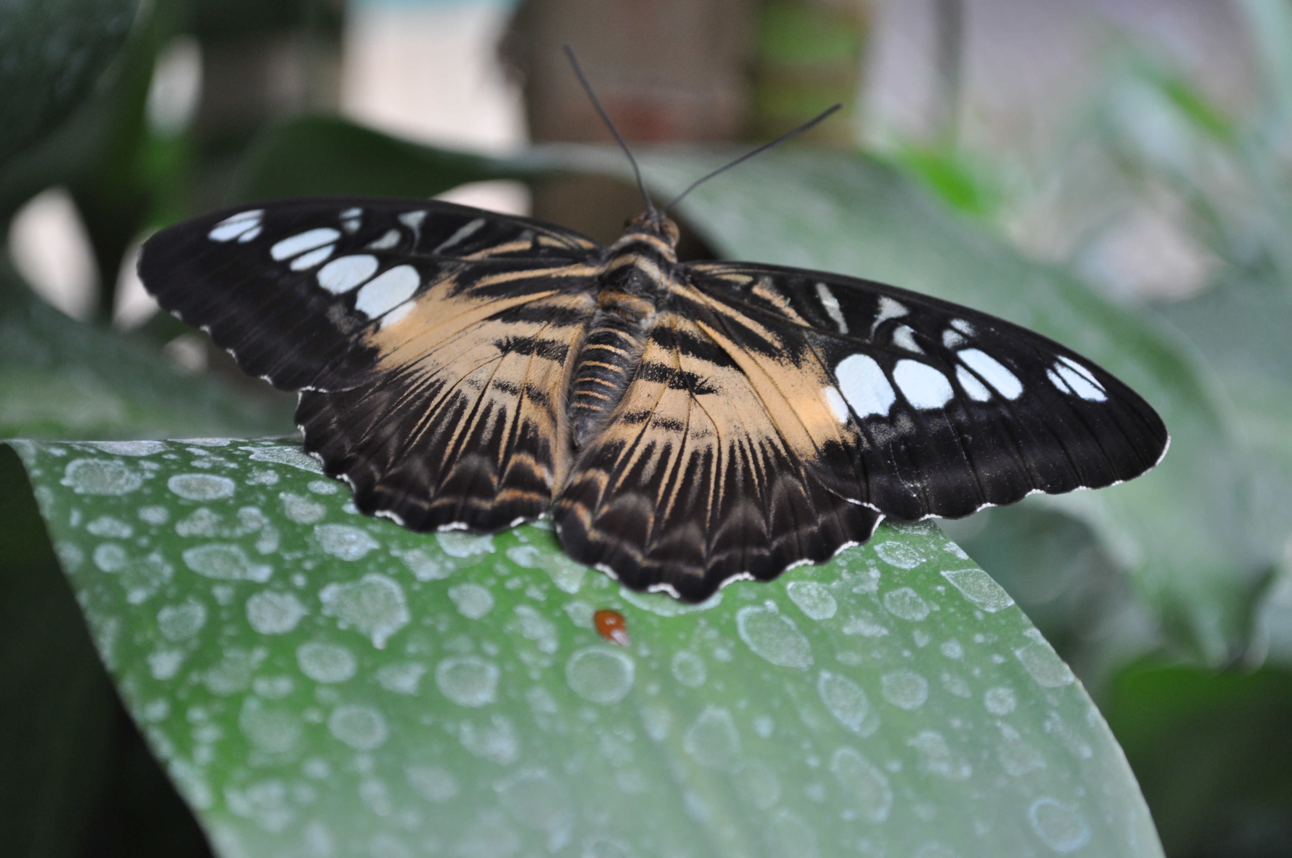 Nikon d5000 sample shot