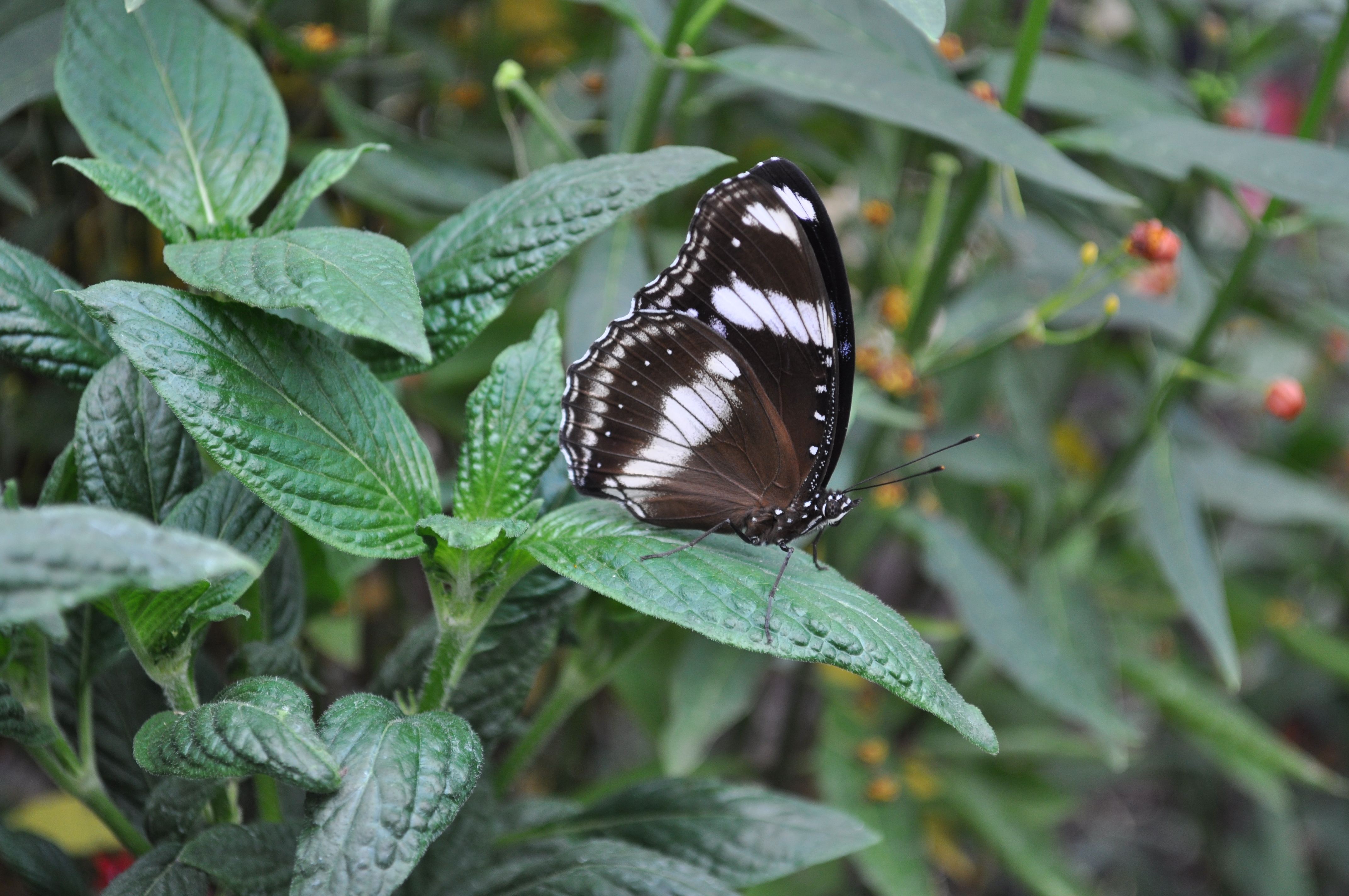 Nikon d5000 sample shot