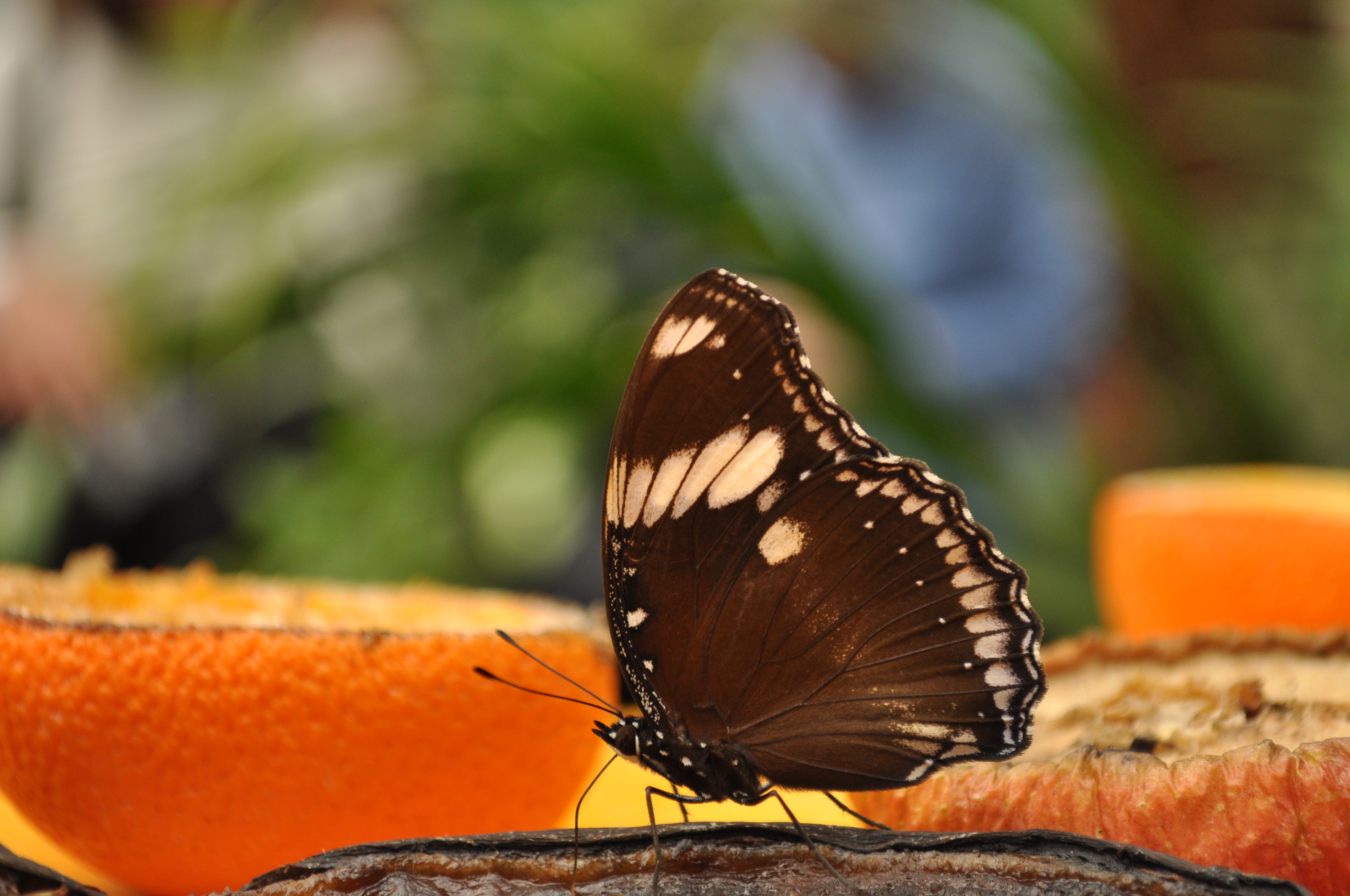 Nikon d5000 sample shot