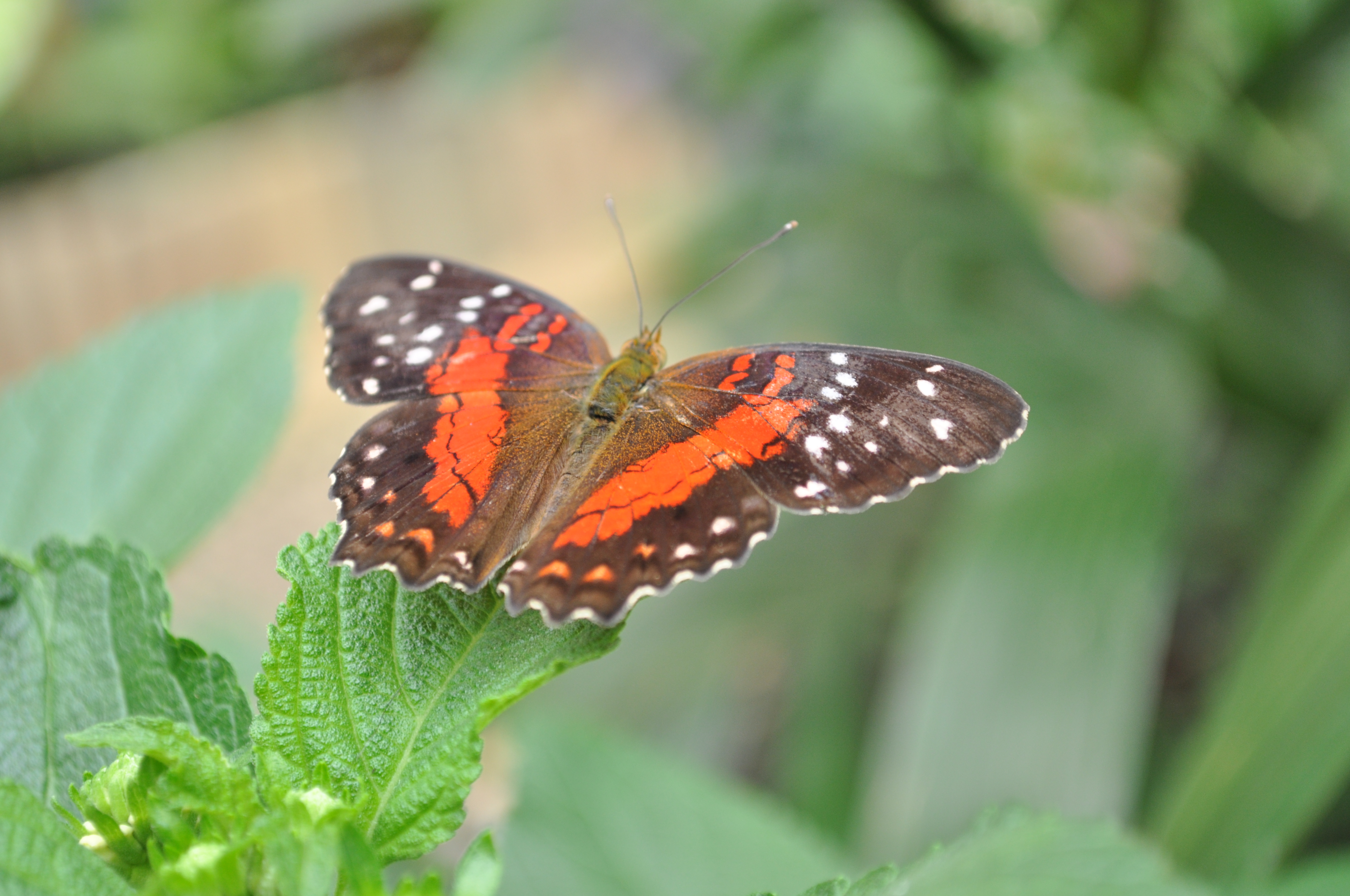 Nikon d5000 sample shot