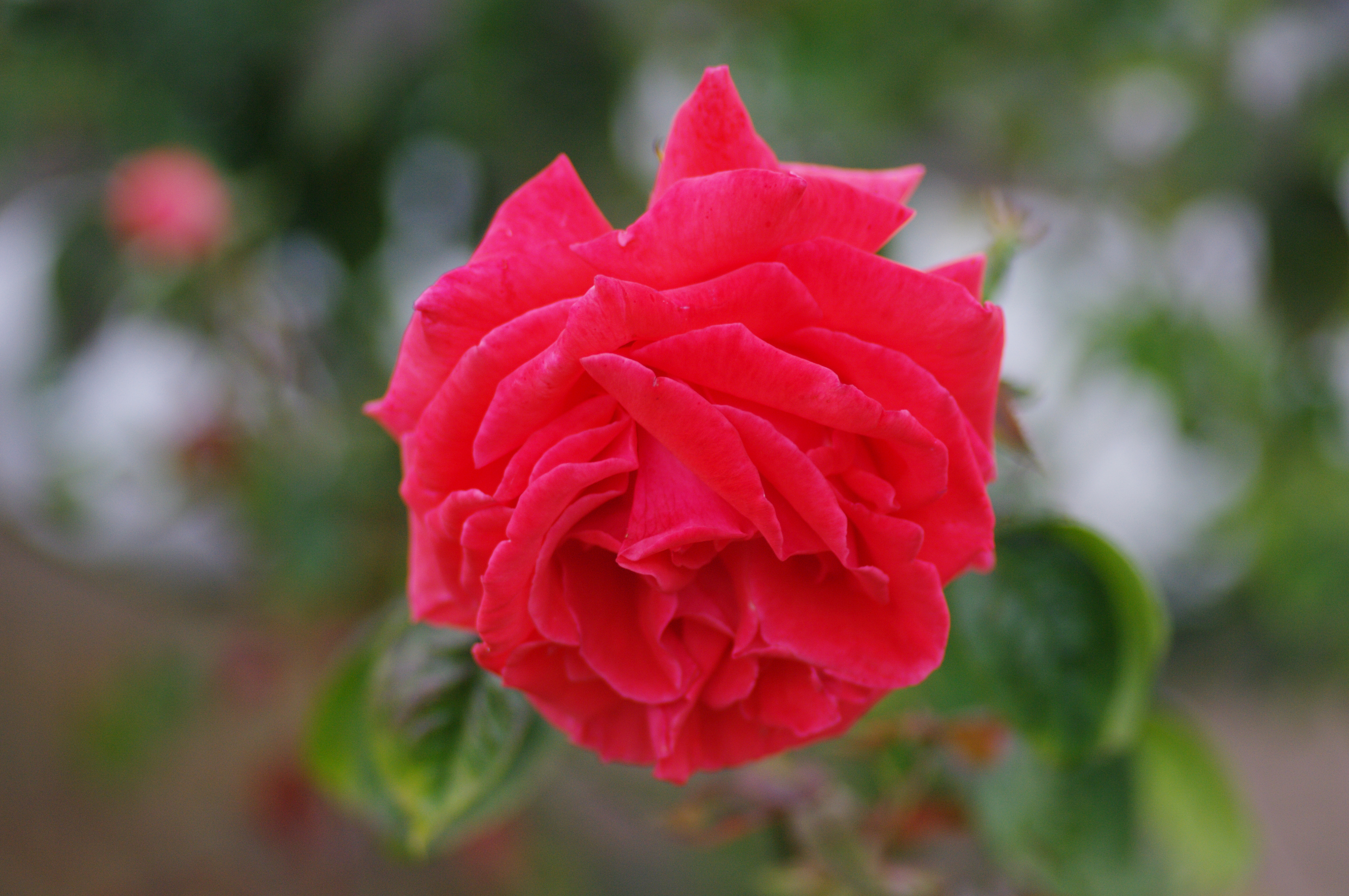 Pentax K-7 pre-production DSLR with firmware 1.00 review sample image