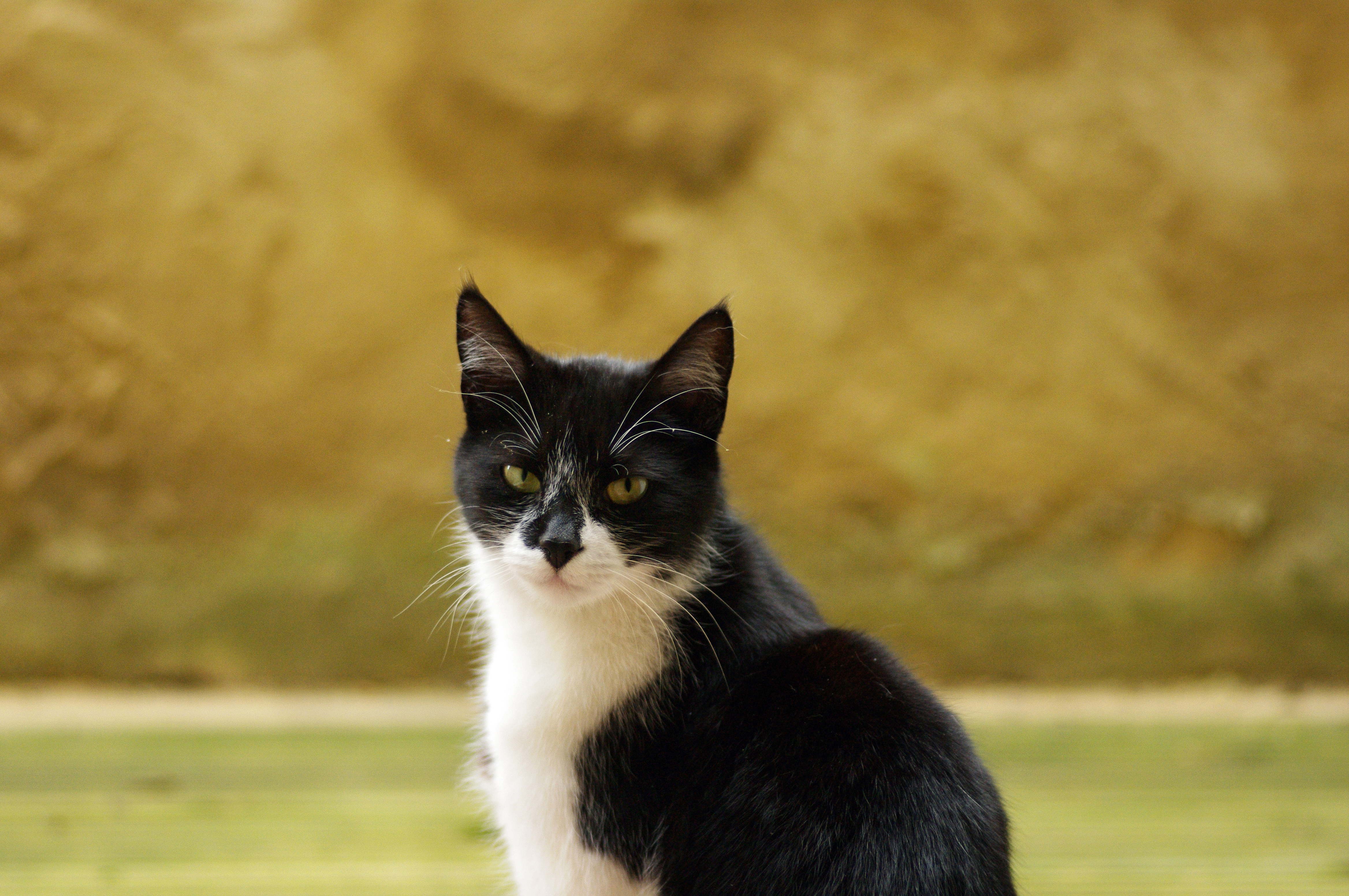 Pentax K-7 pre-production DSLR with firmware 1.00 review sample image