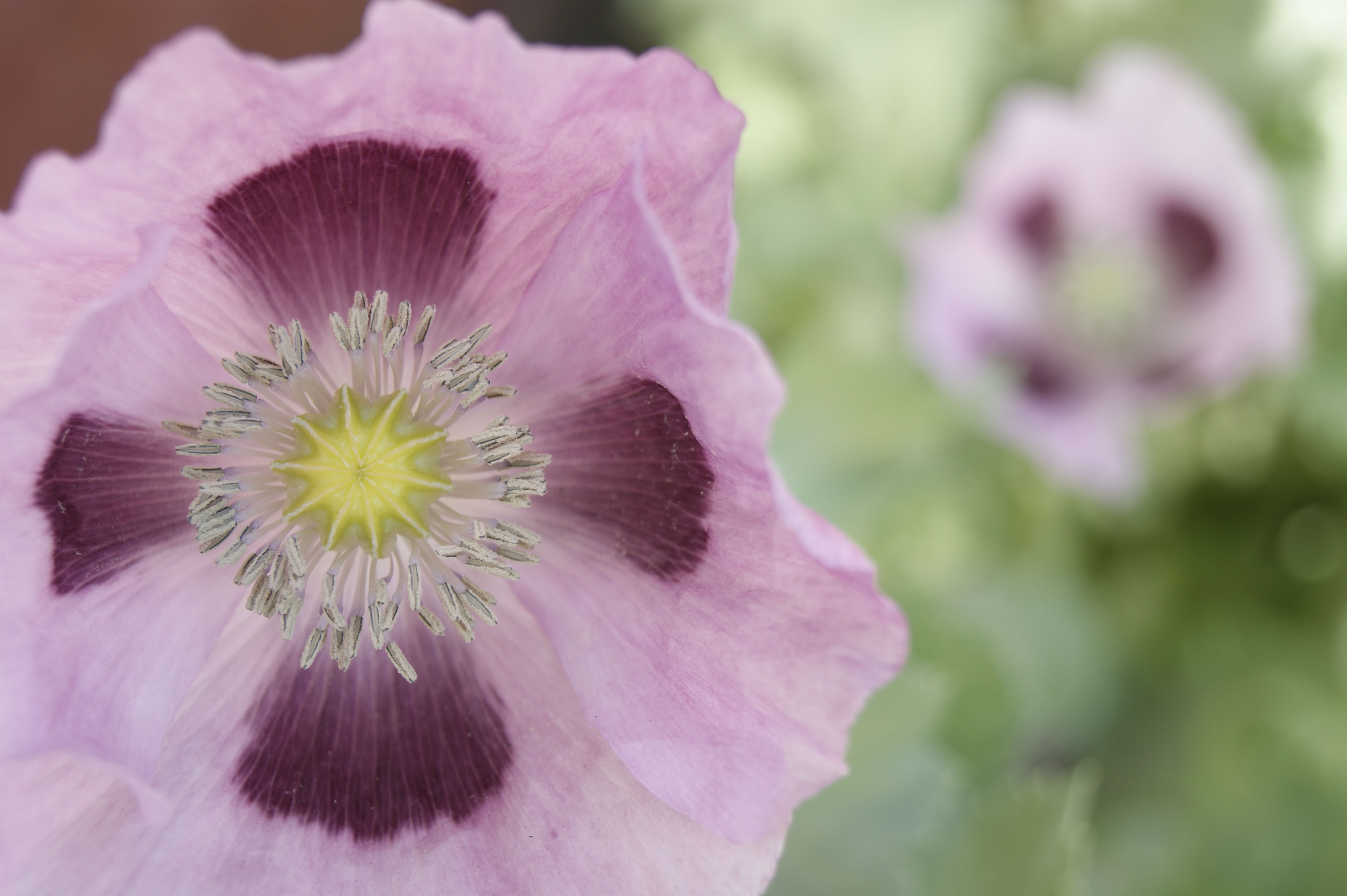Sony A380 Image Samples
