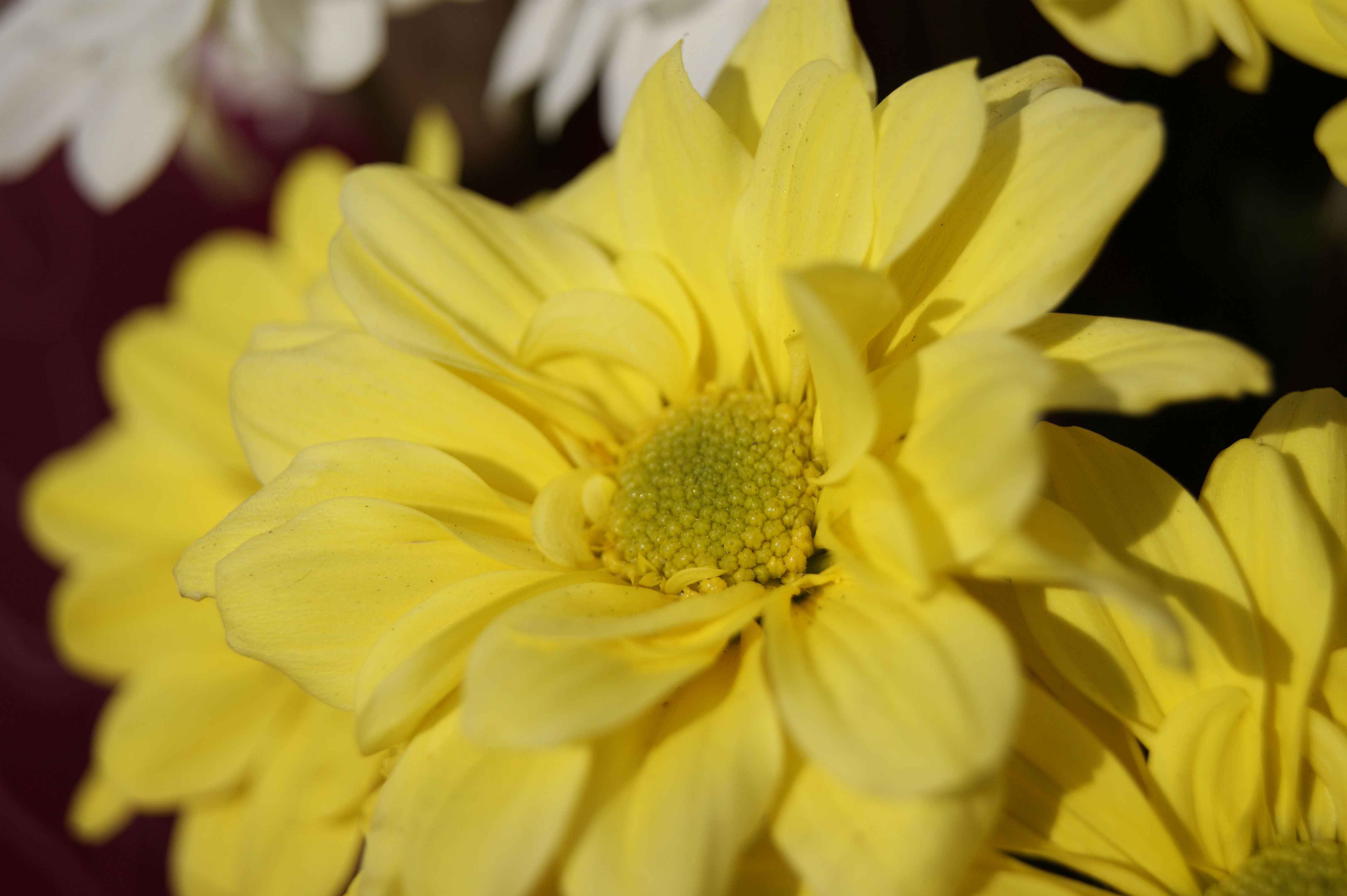 Sony A380 Image Samples