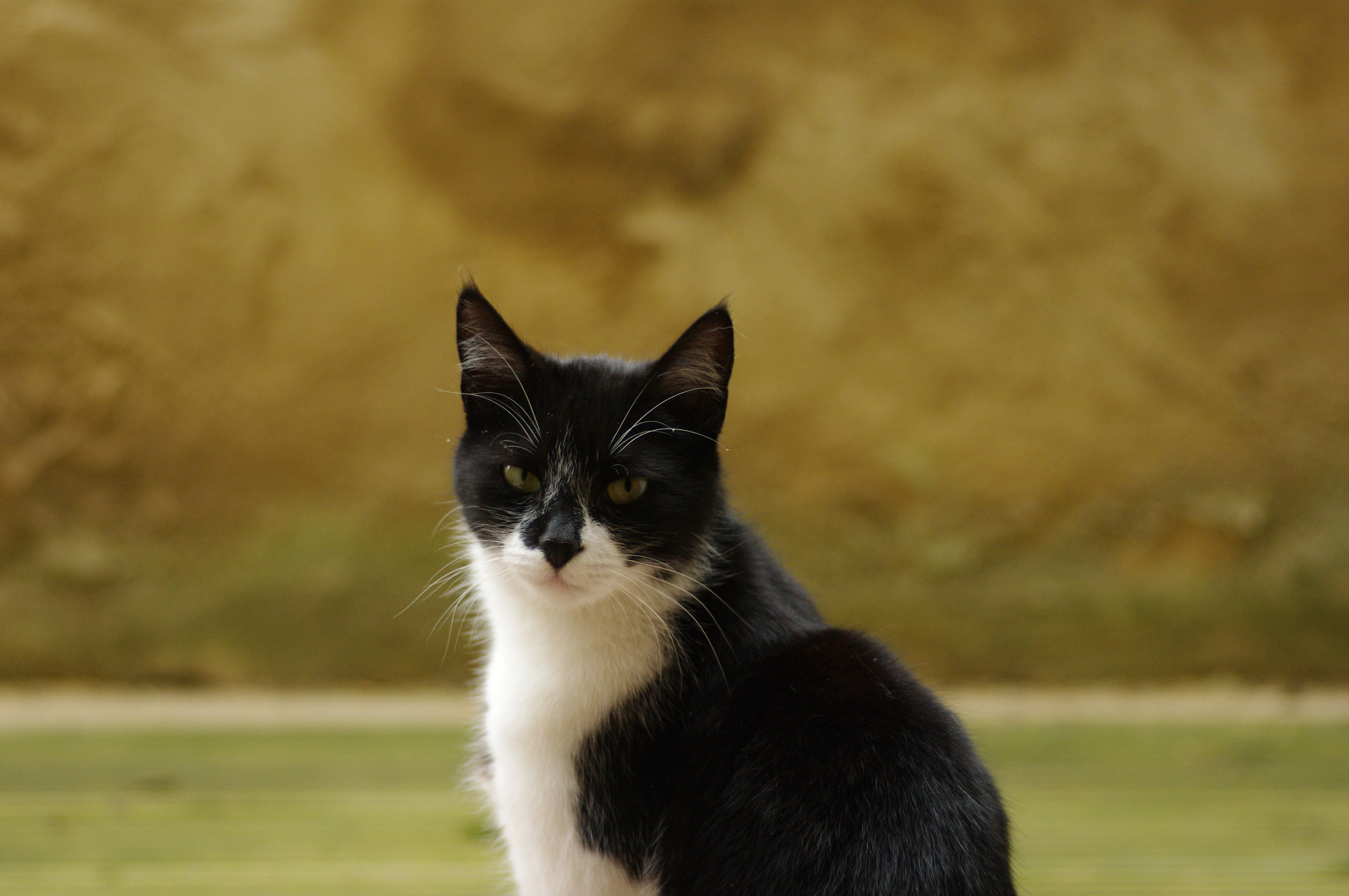 Pentax K-7 pre-production DSLR with firmware 1.00 review sample image