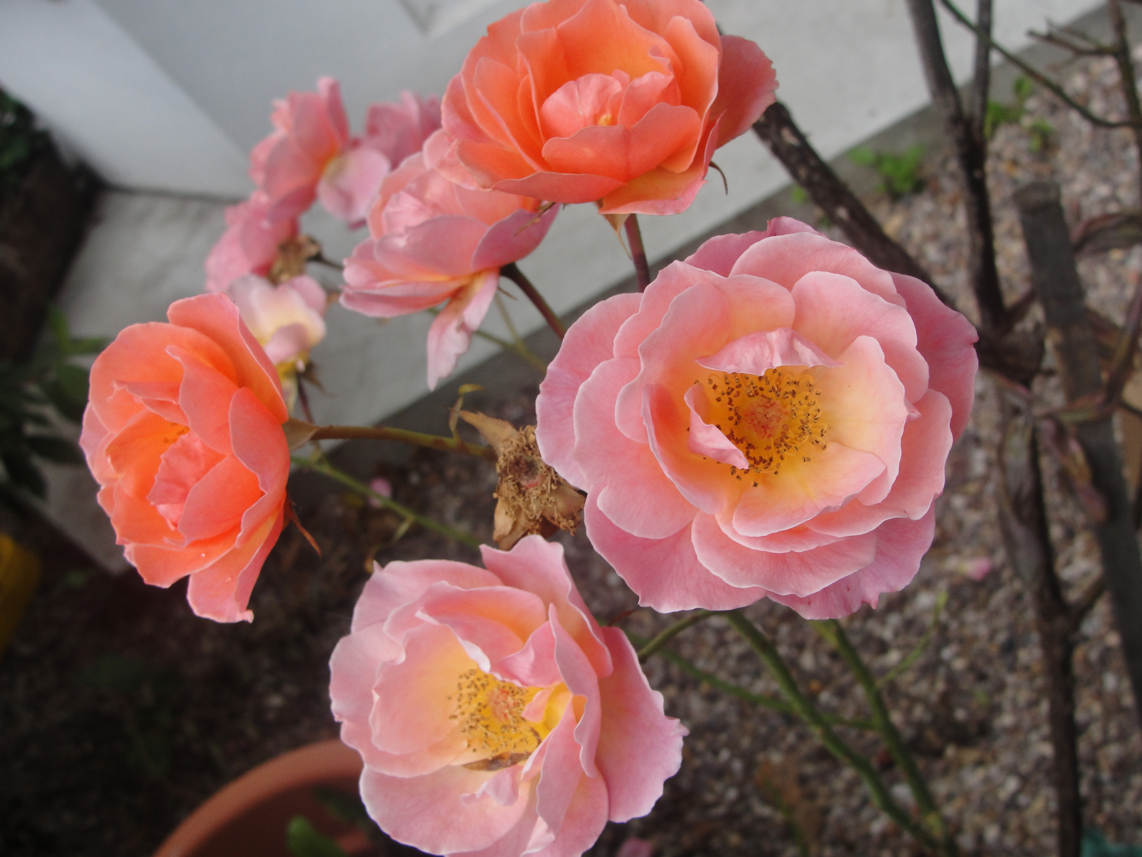 Sony Cyber-shot H20 test sample image