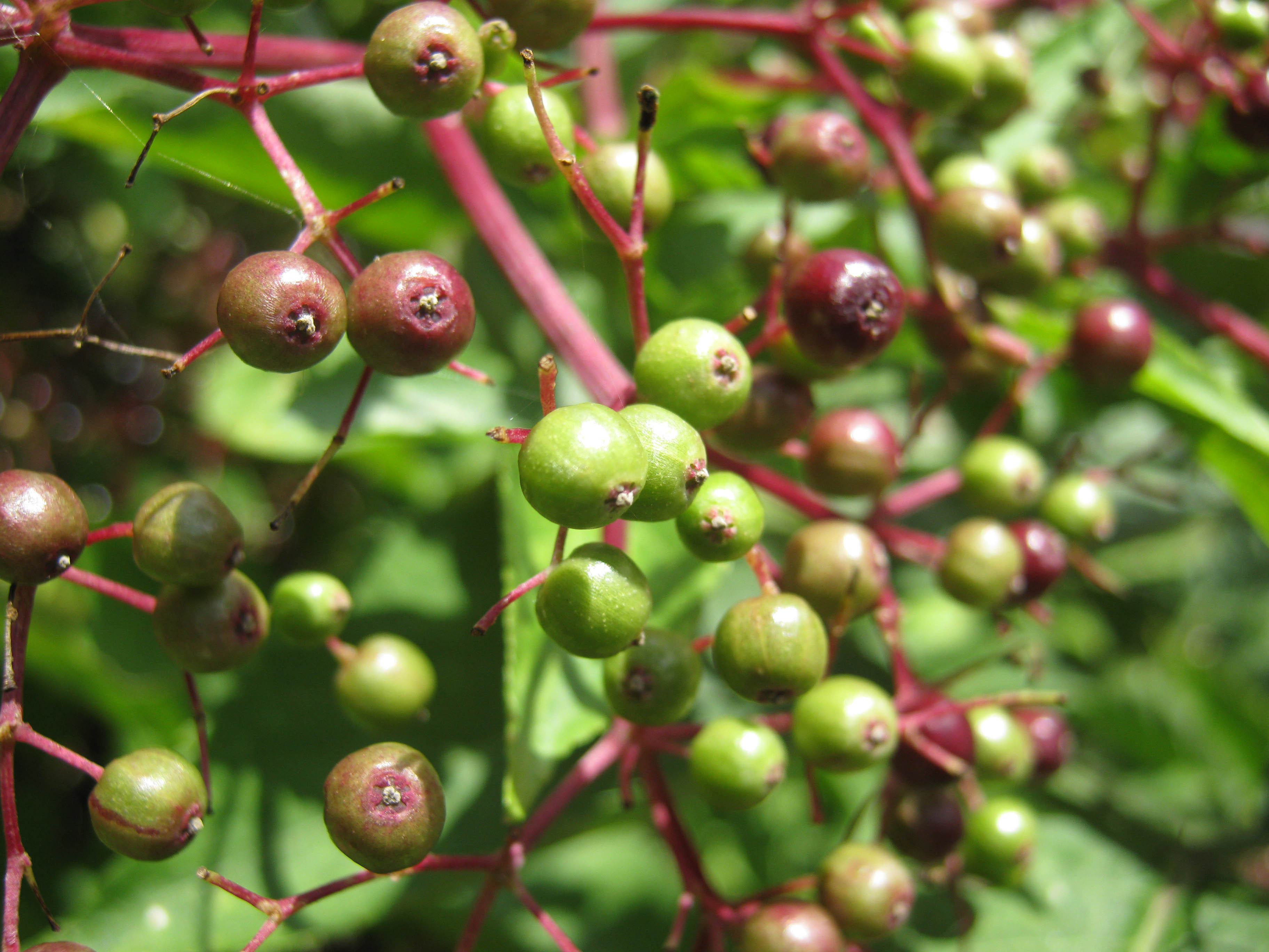 Canon PowerShot A480 sample image