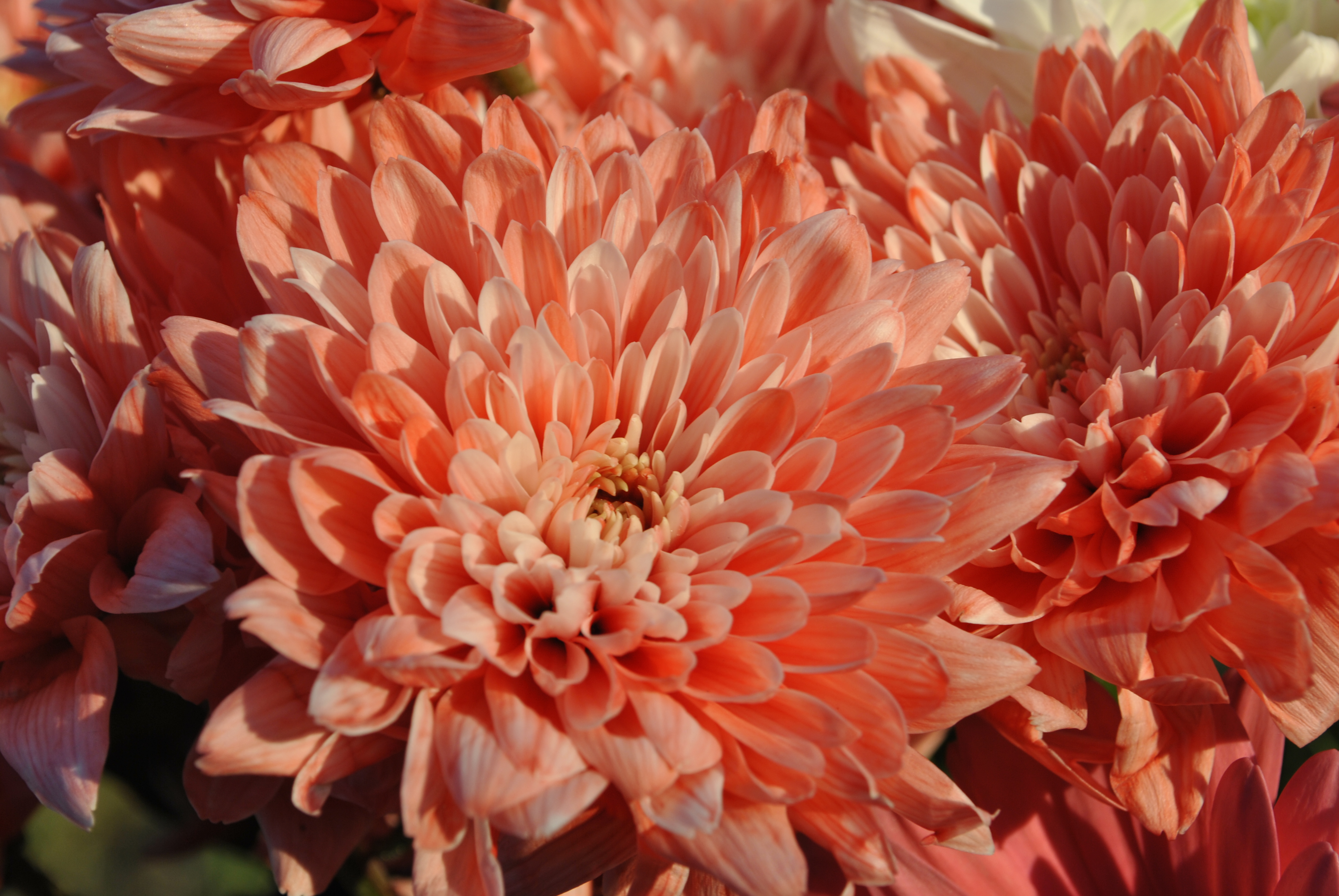 Nikon D3000 sample pic