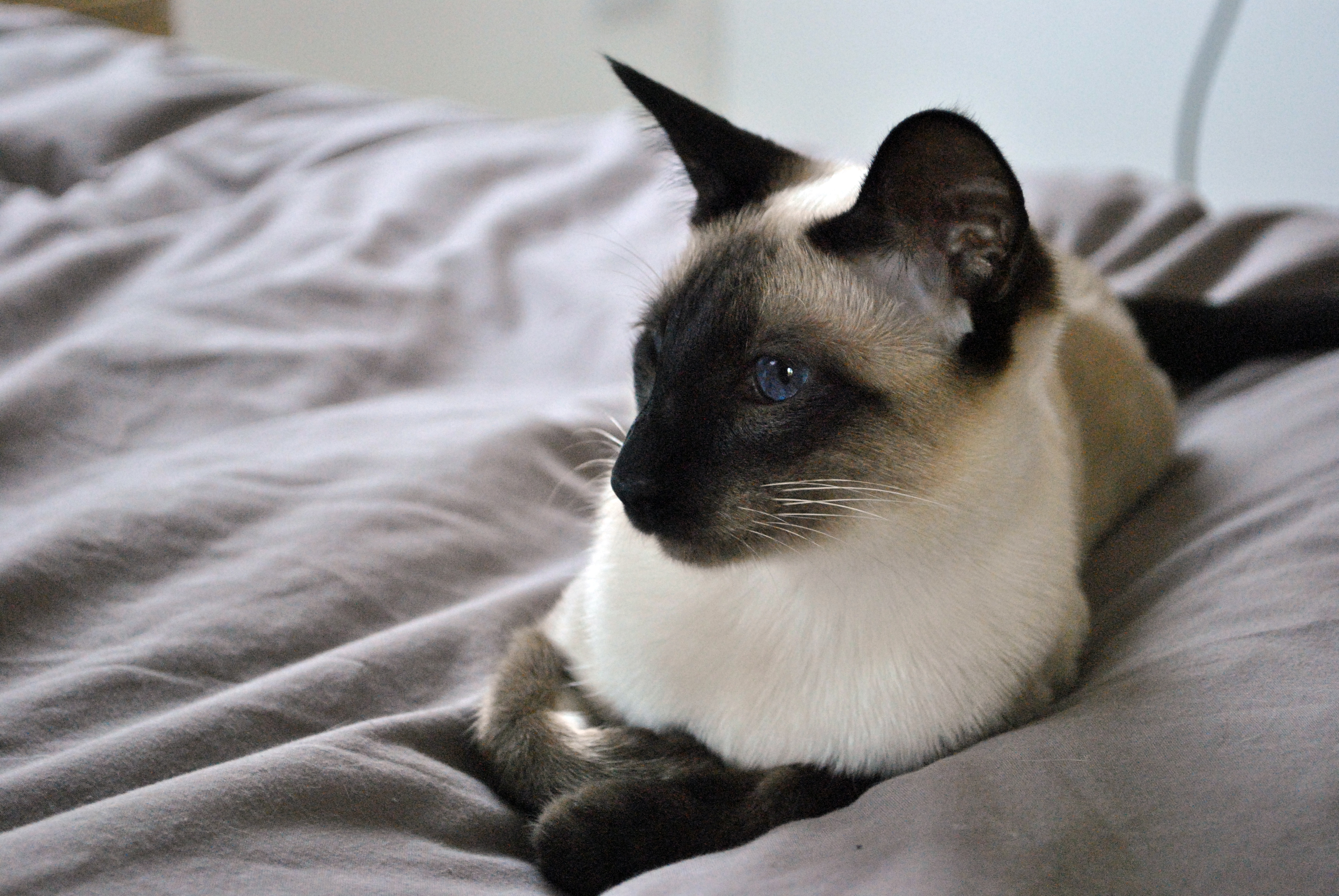 Nikon D3000 sample pic