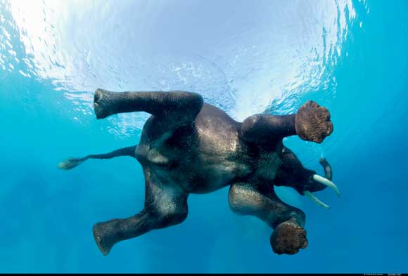 Swimming Elephant by Steve Bloom, Wildlife Photographer