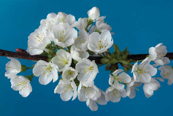 WDC Top 12 Tips for Macro Photography - Backgrounds 