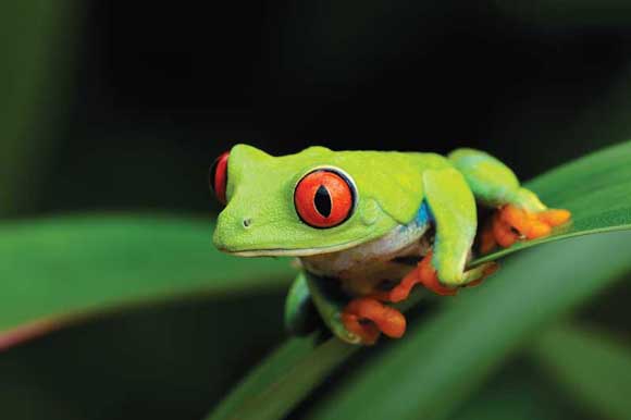 WDC Red Eyed Tree Frog - Interview with Macro Photographer Robert Thompson