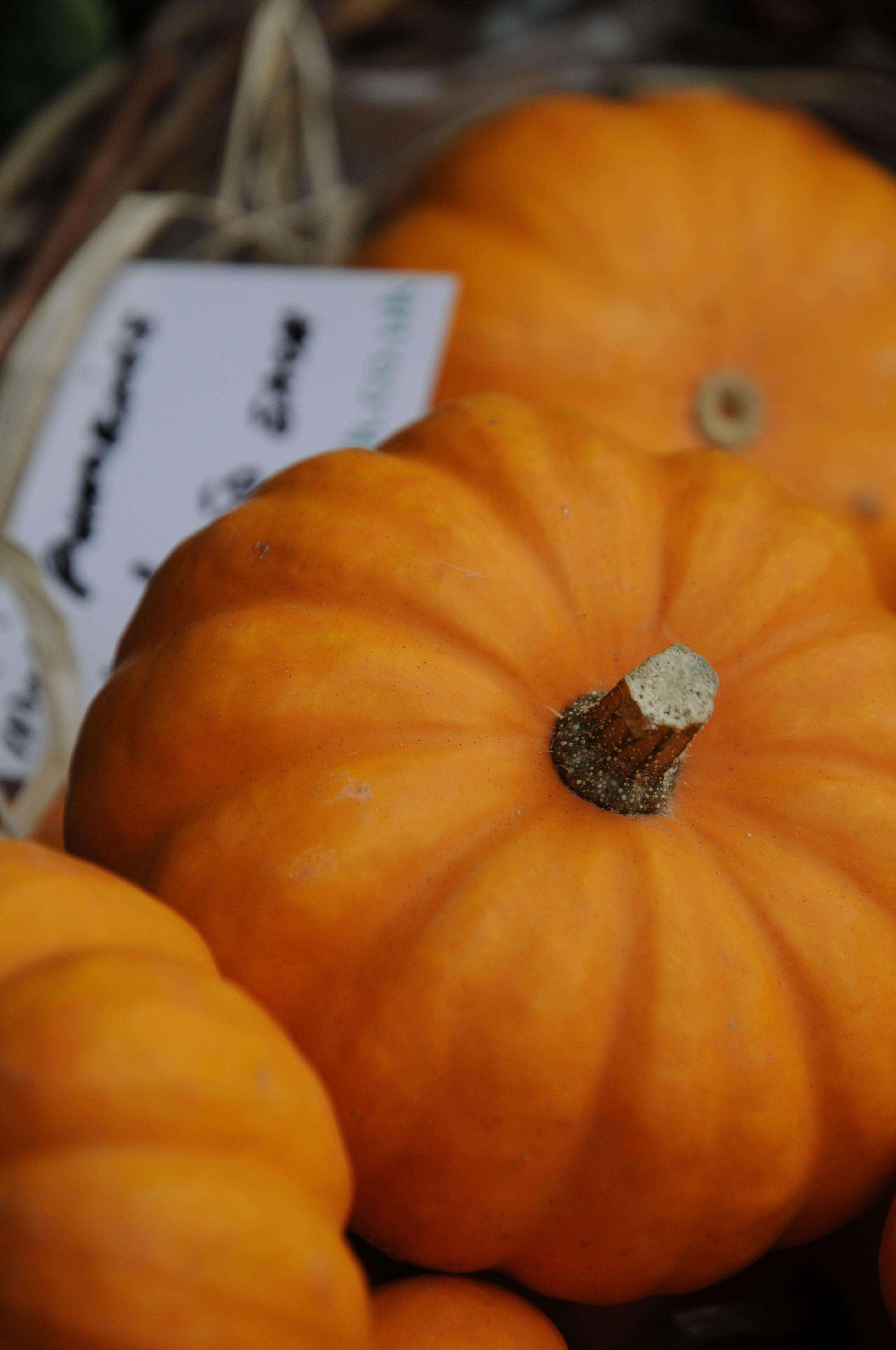 Nikon D300s sample image