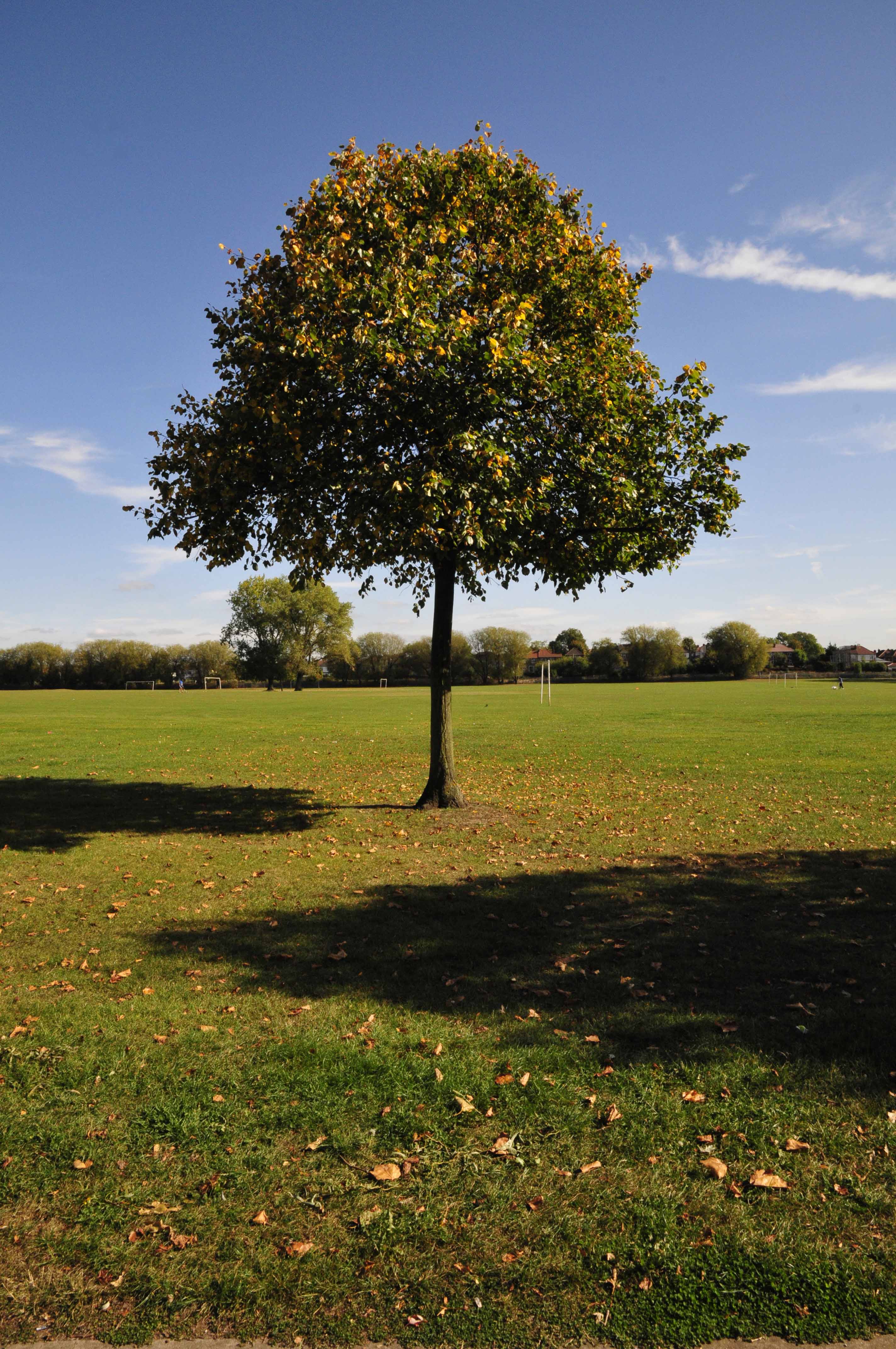 Nikon D300s sample image