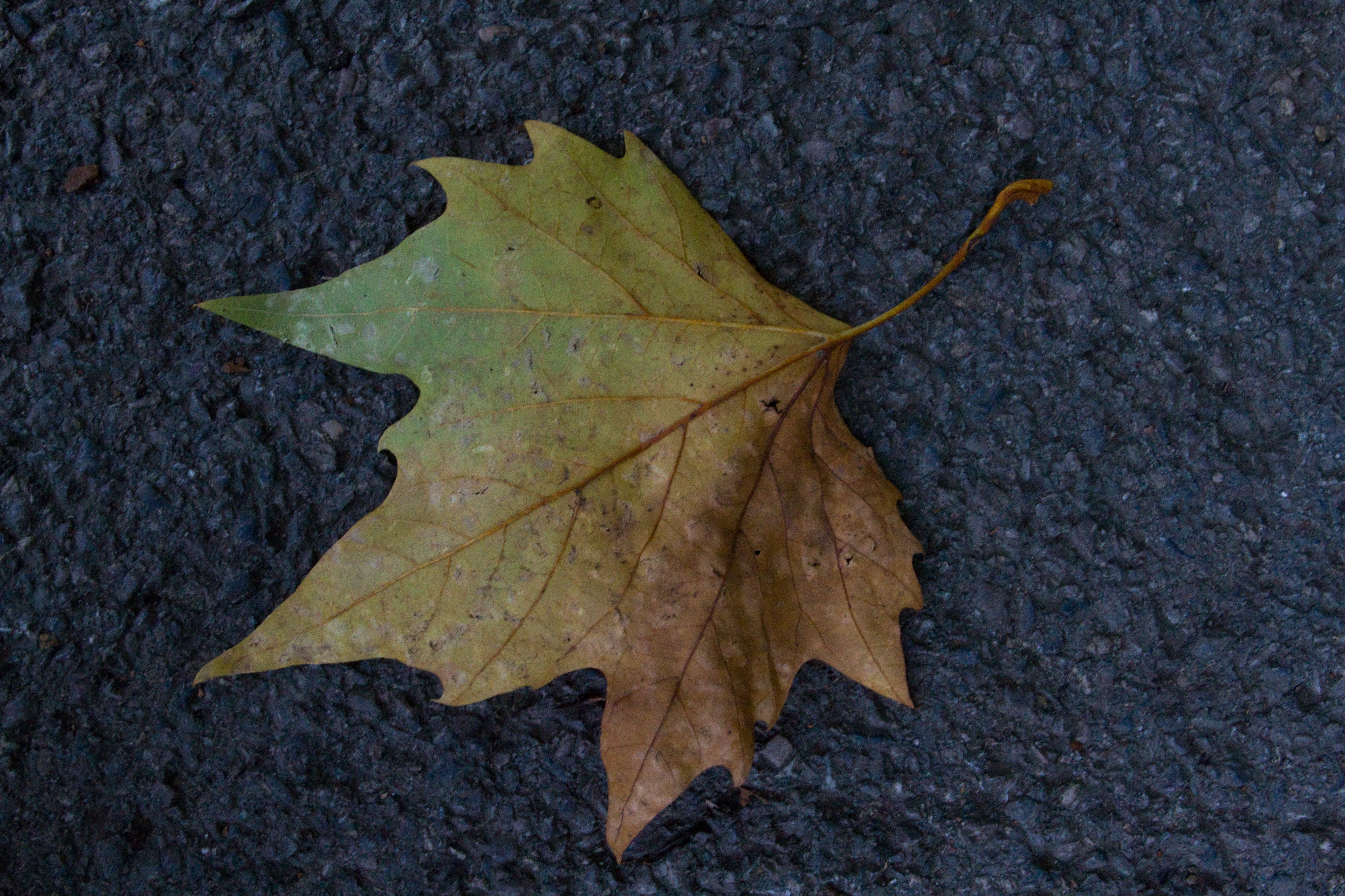 Canon EOS 7D test image