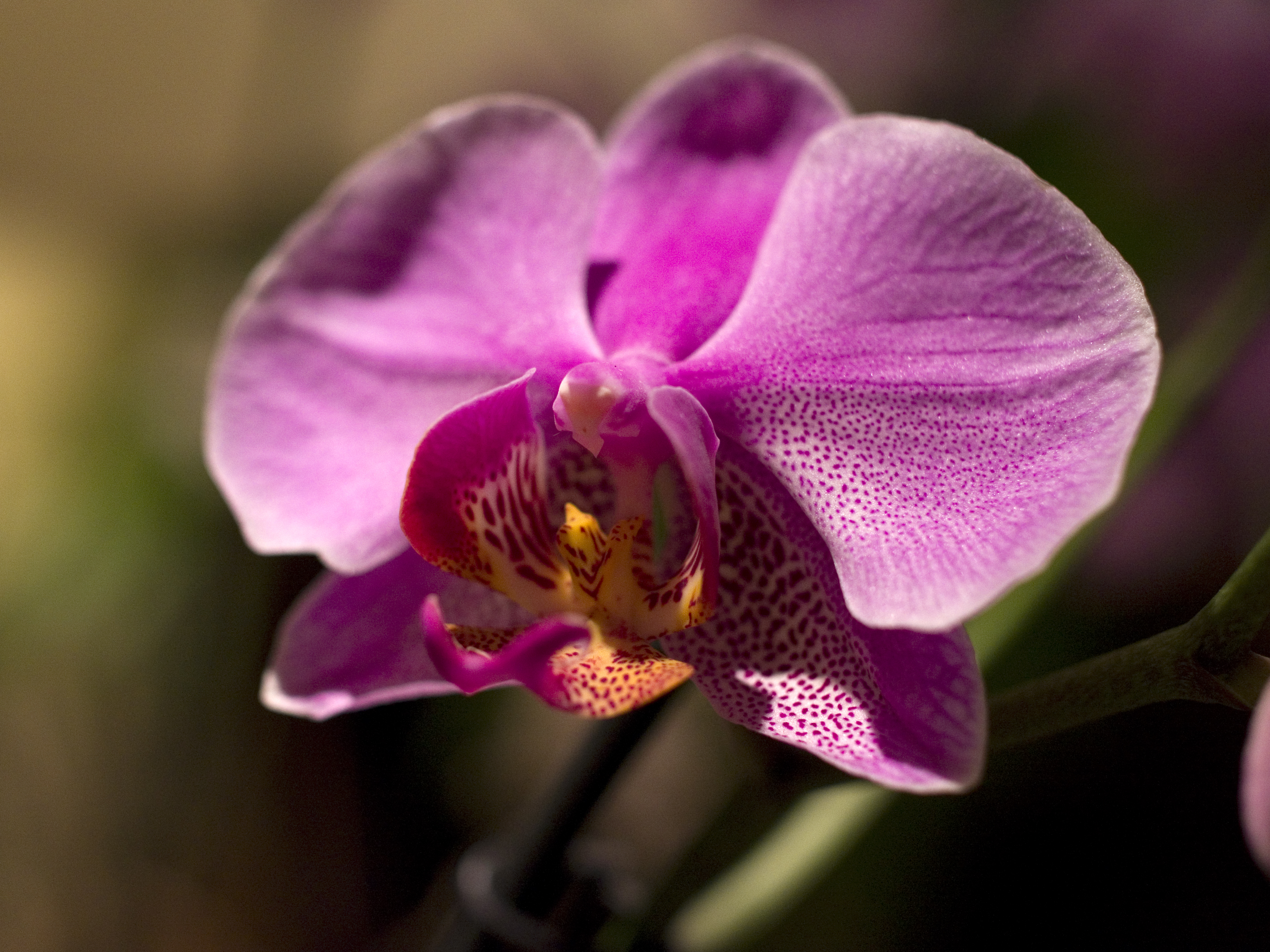 GXR pre-production sample image 6