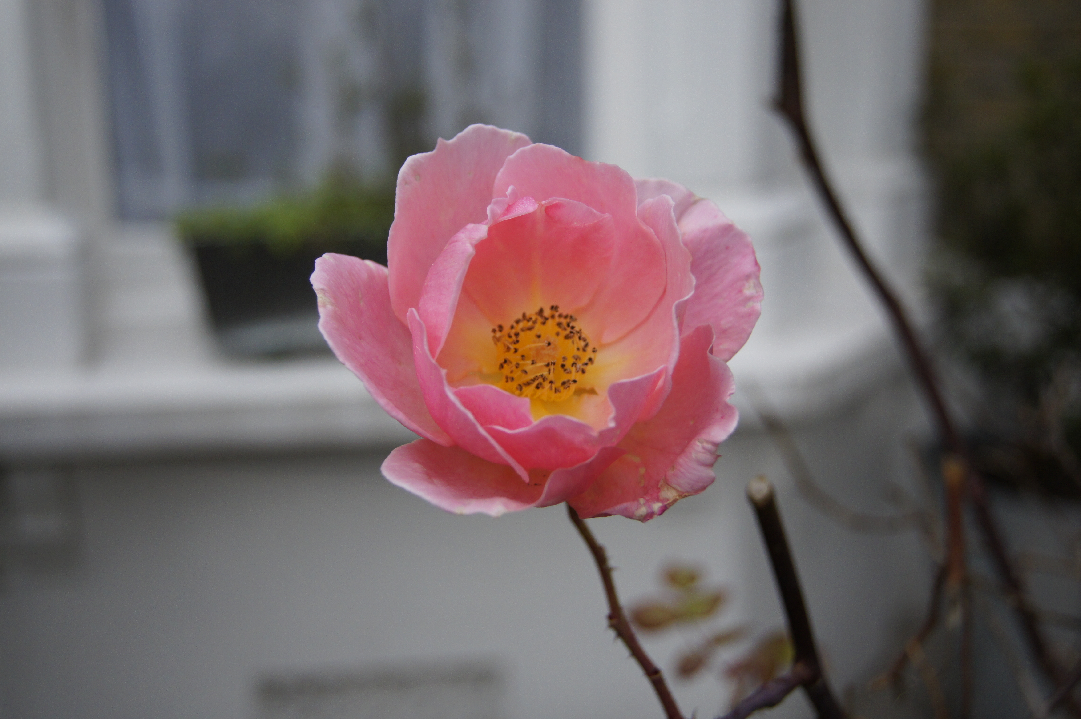Sony a550 review test sample image