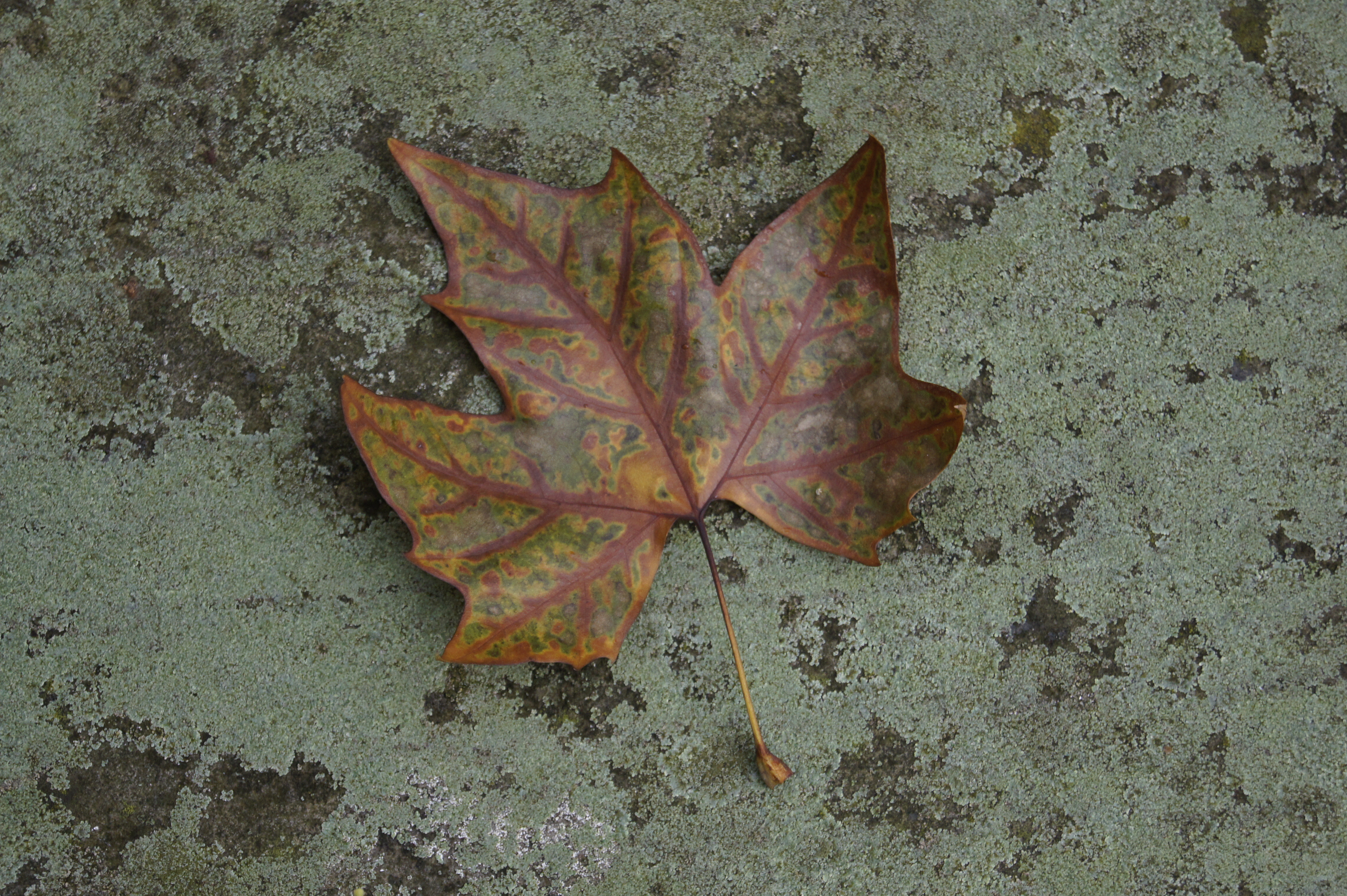 Sony a550 review test sample image