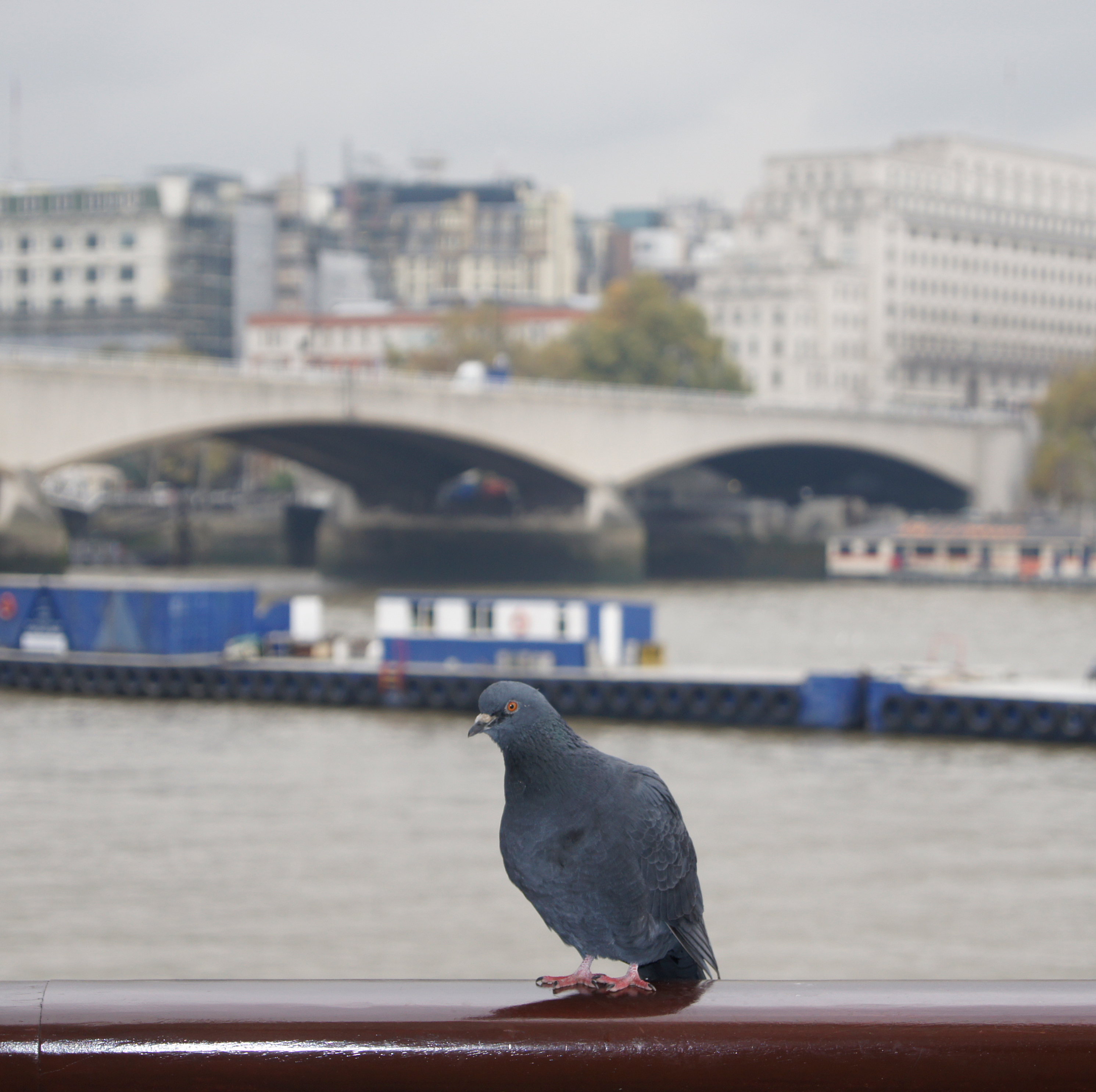 Sony a550 review test sample image