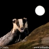 Richard Costin badger with moon