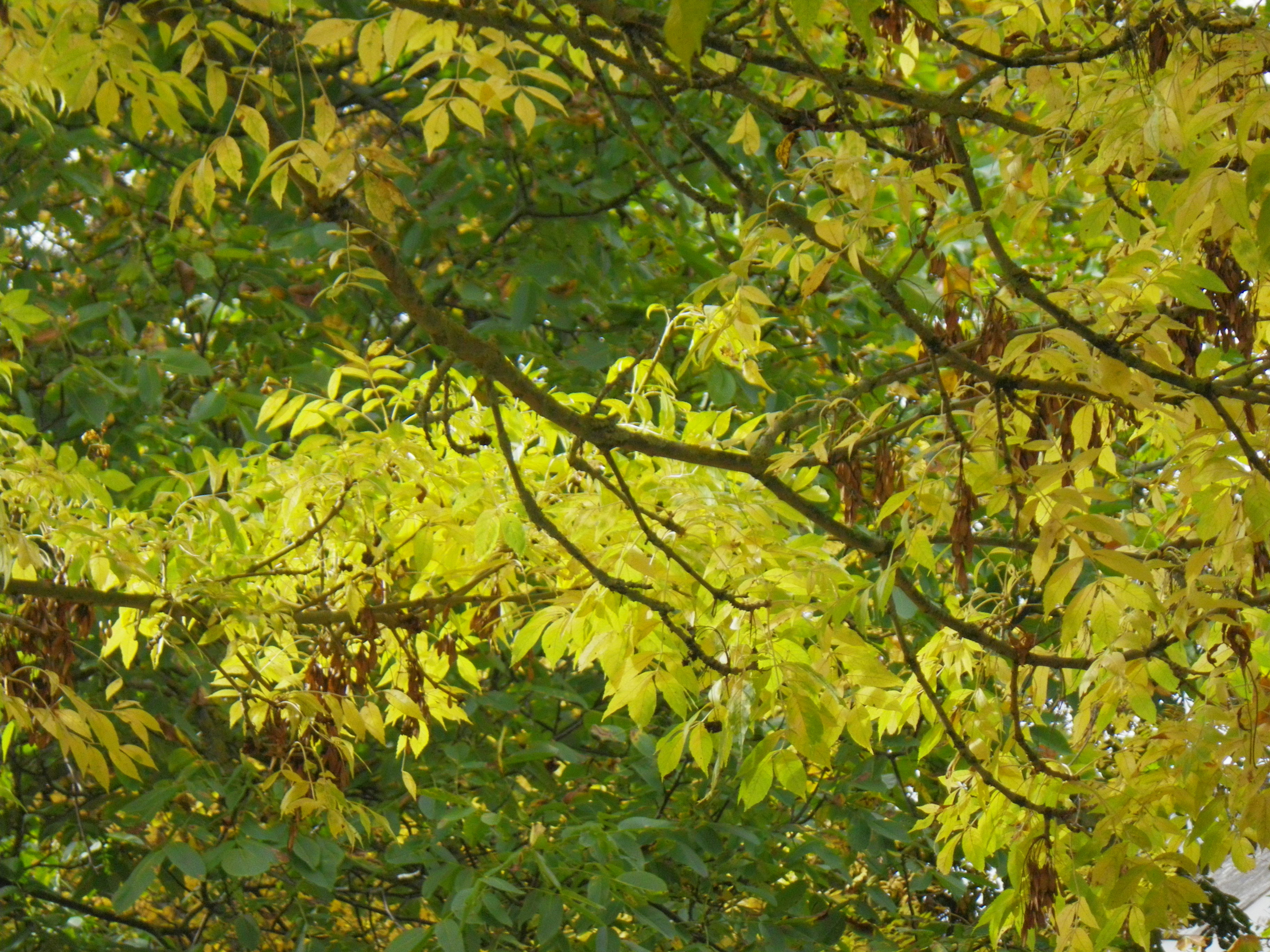 Pentax Optio WS80 review sample image