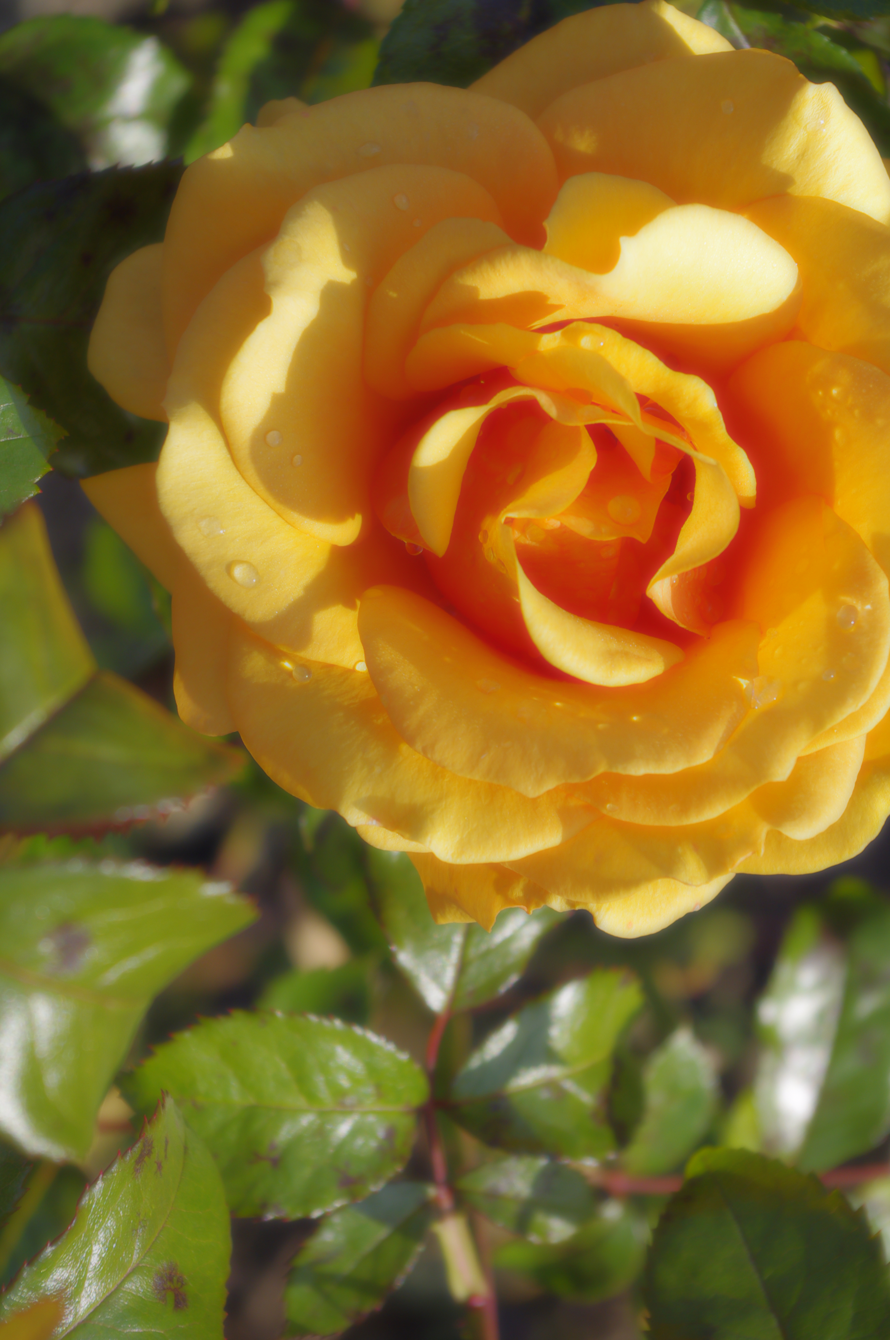 Pentax Kx review sample image - soft filter2