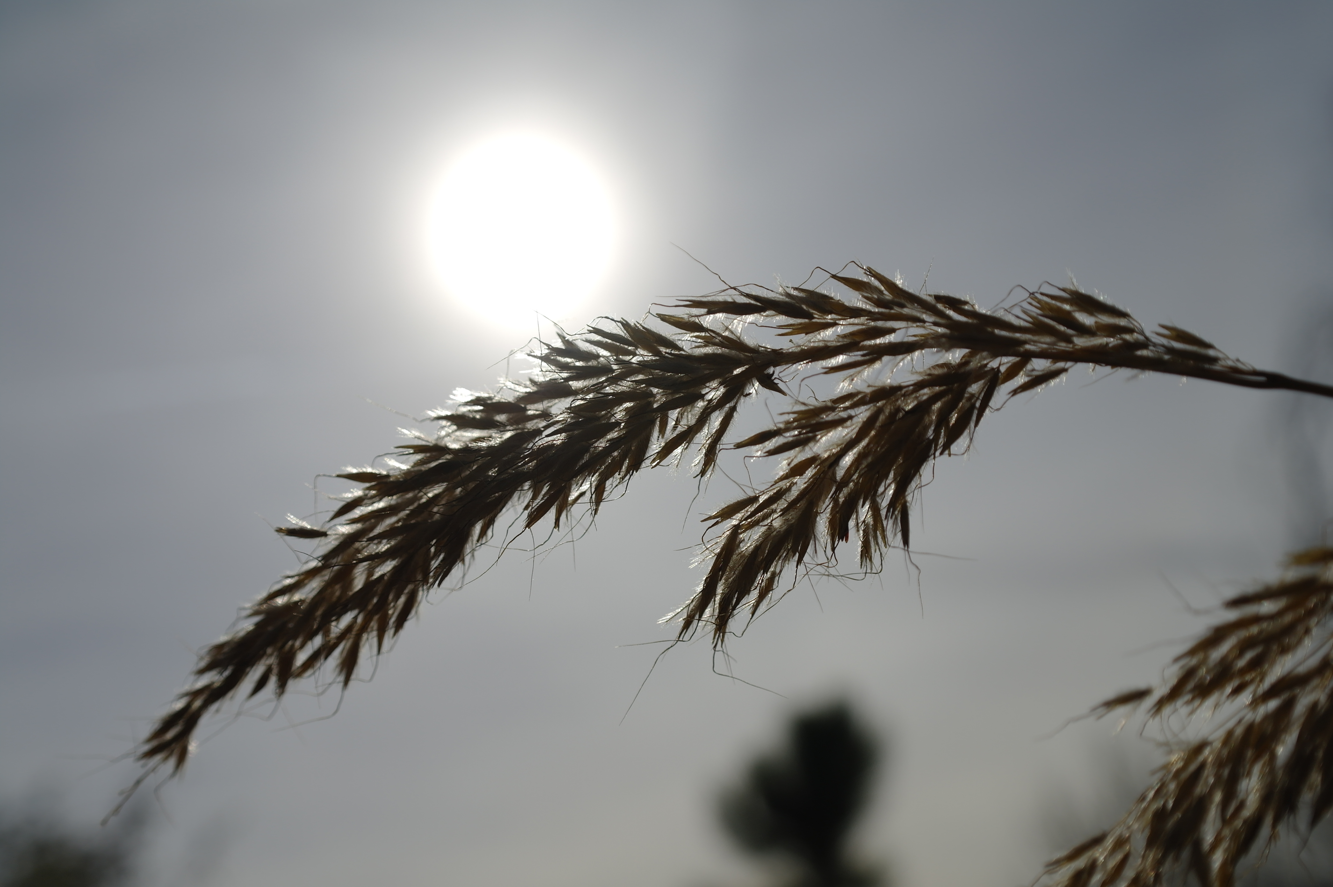 Samsung NX10 sample