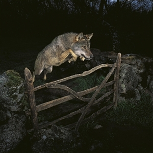 StorybookWolf