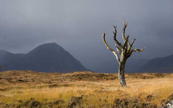 Rule of Thirds - Article main