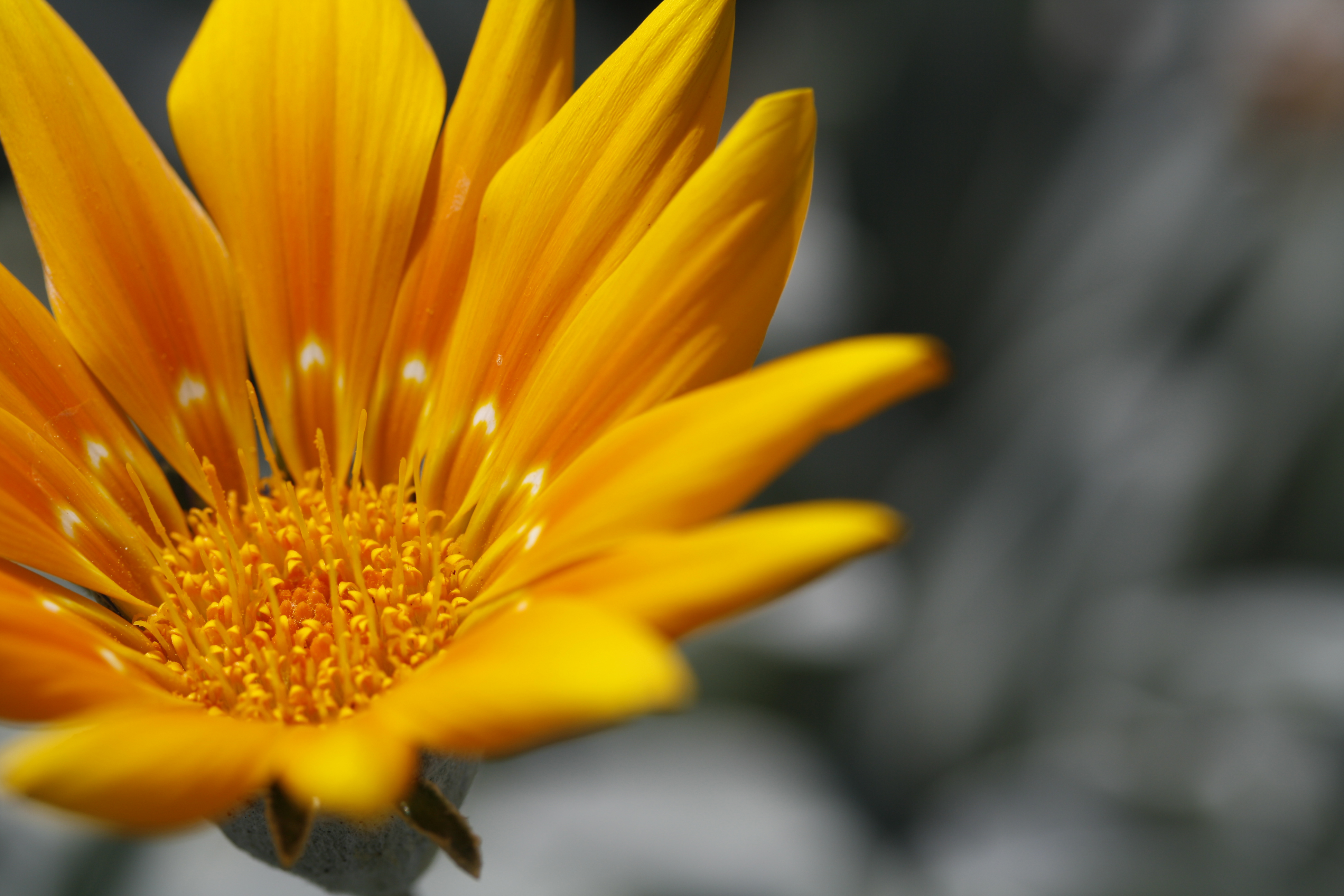 Canon EOS 1000D review test sample image