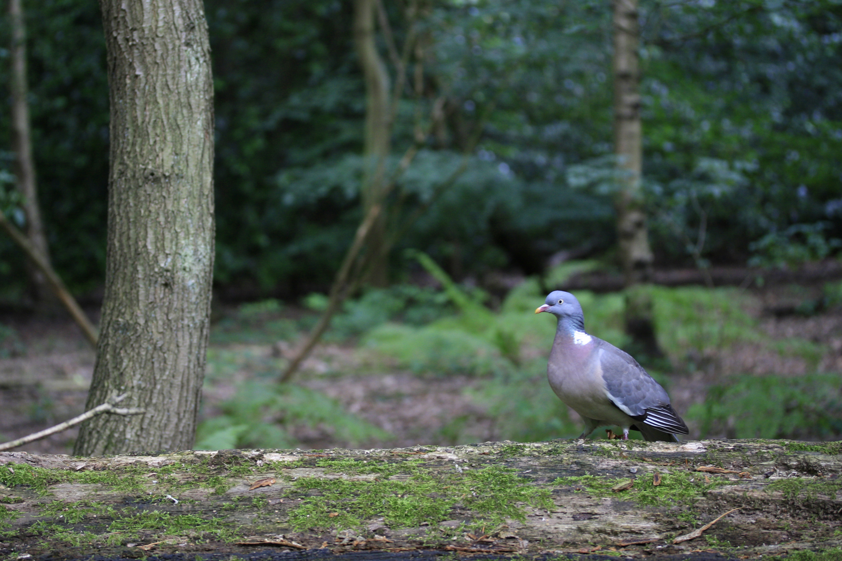 Canon EOS 1000D review test sample image