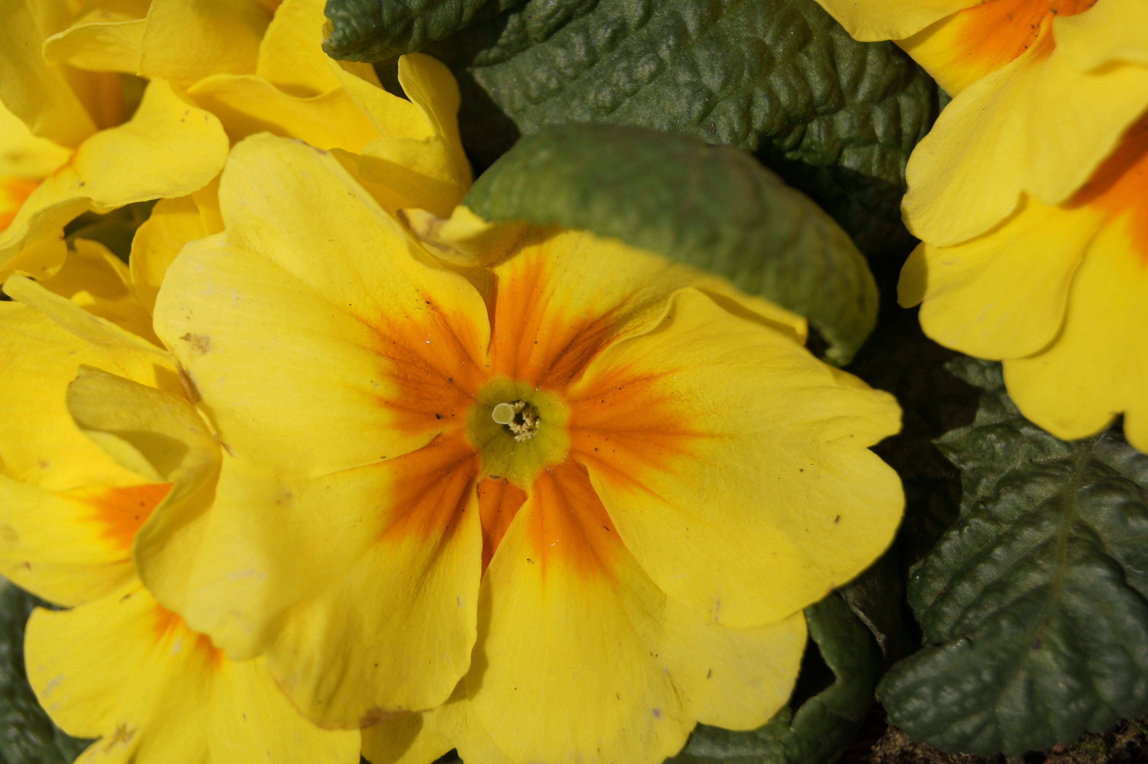 Sony a450 review sample images