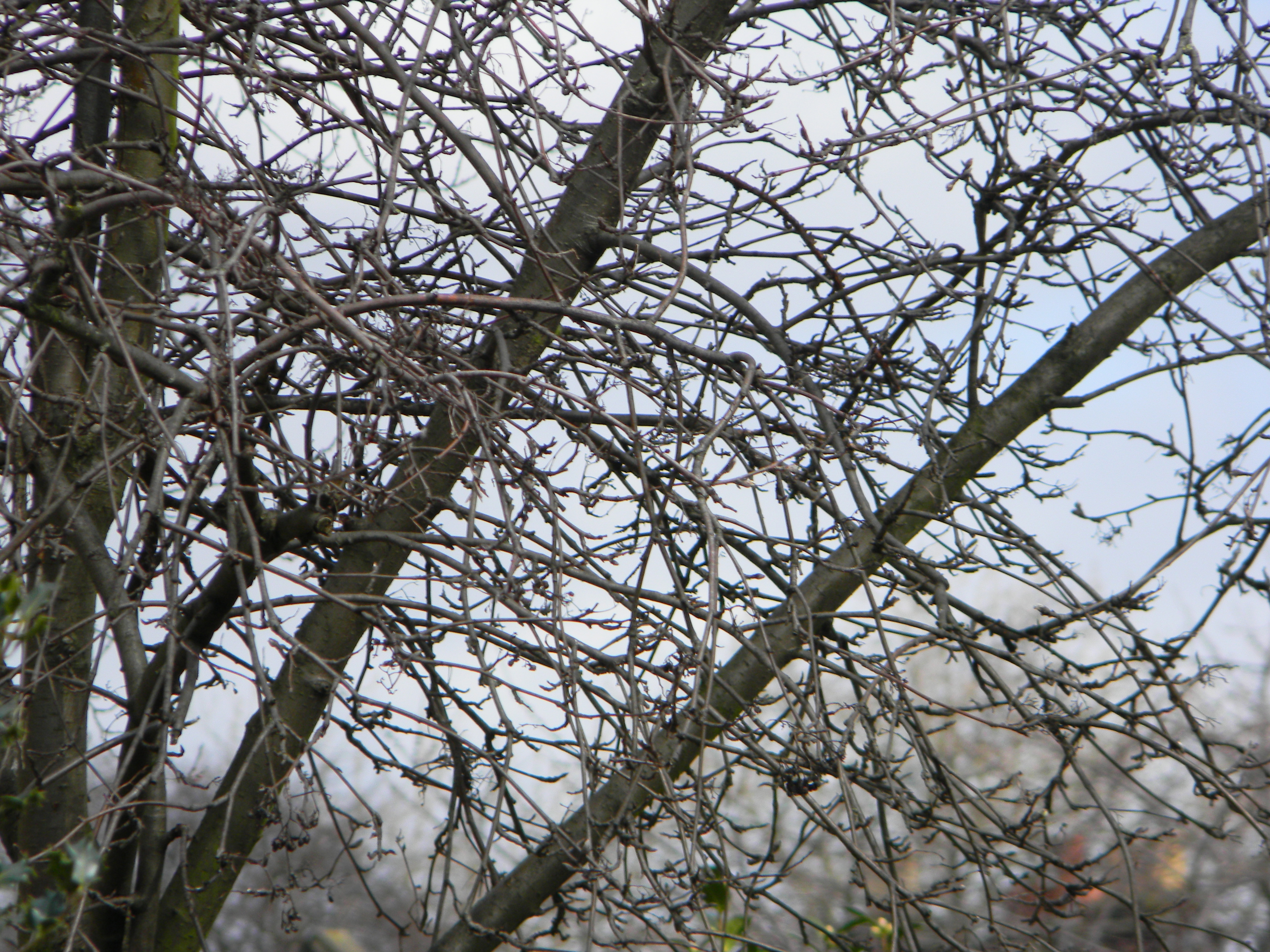 Nikon L110 review sample image 420mm 
