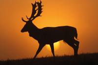 Nikon stag.jpg