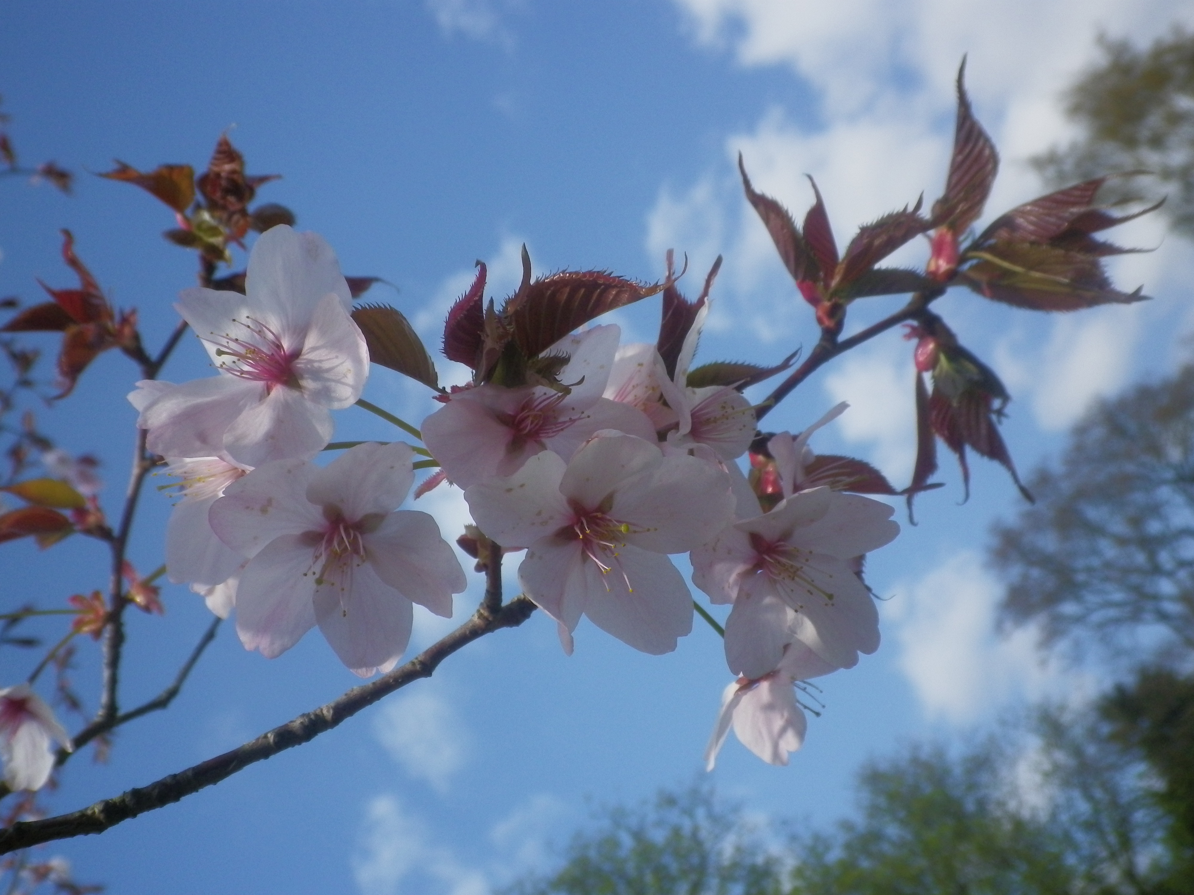 Pentax H90 review sample image