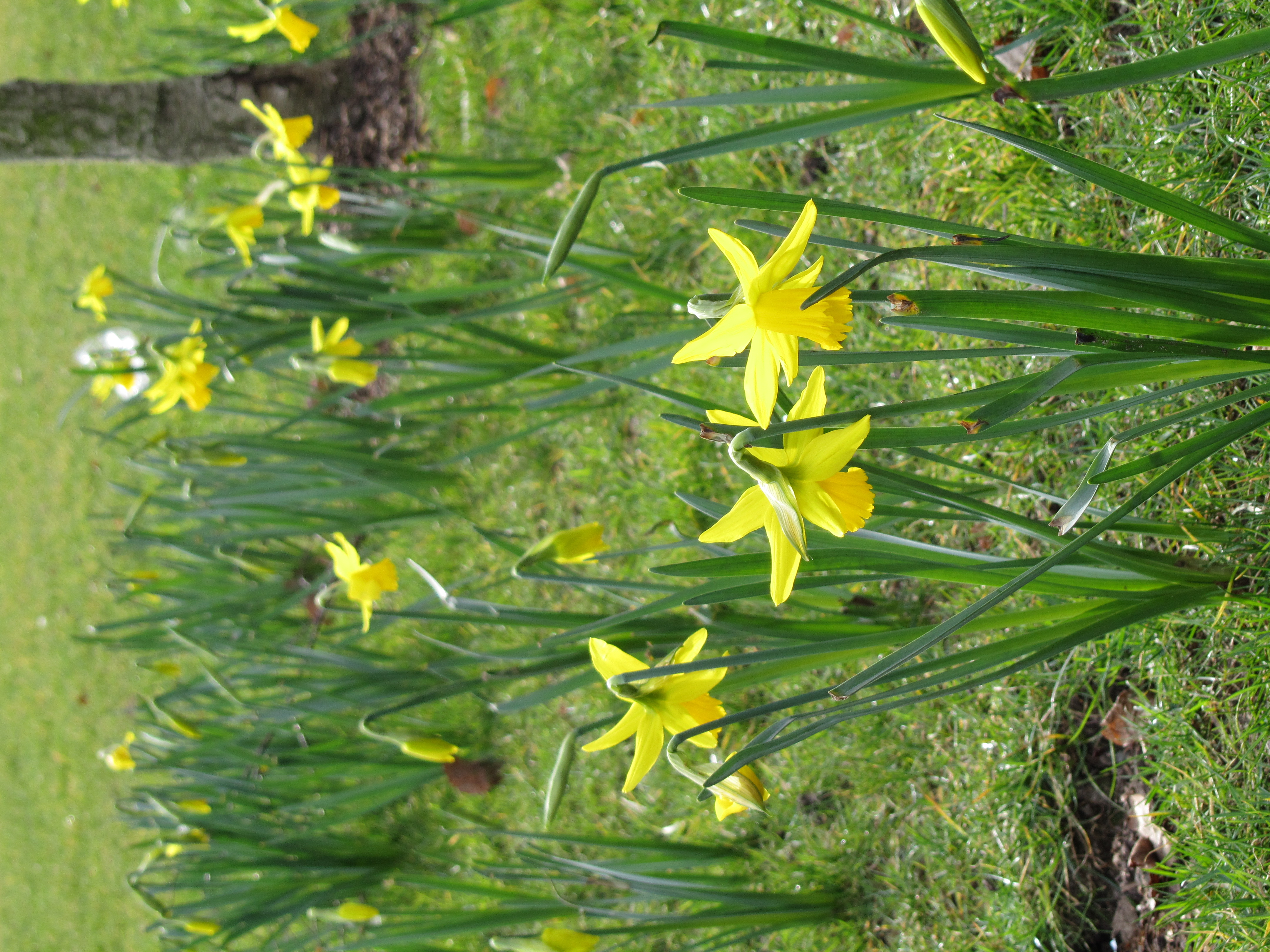 Canon sample image, flowers