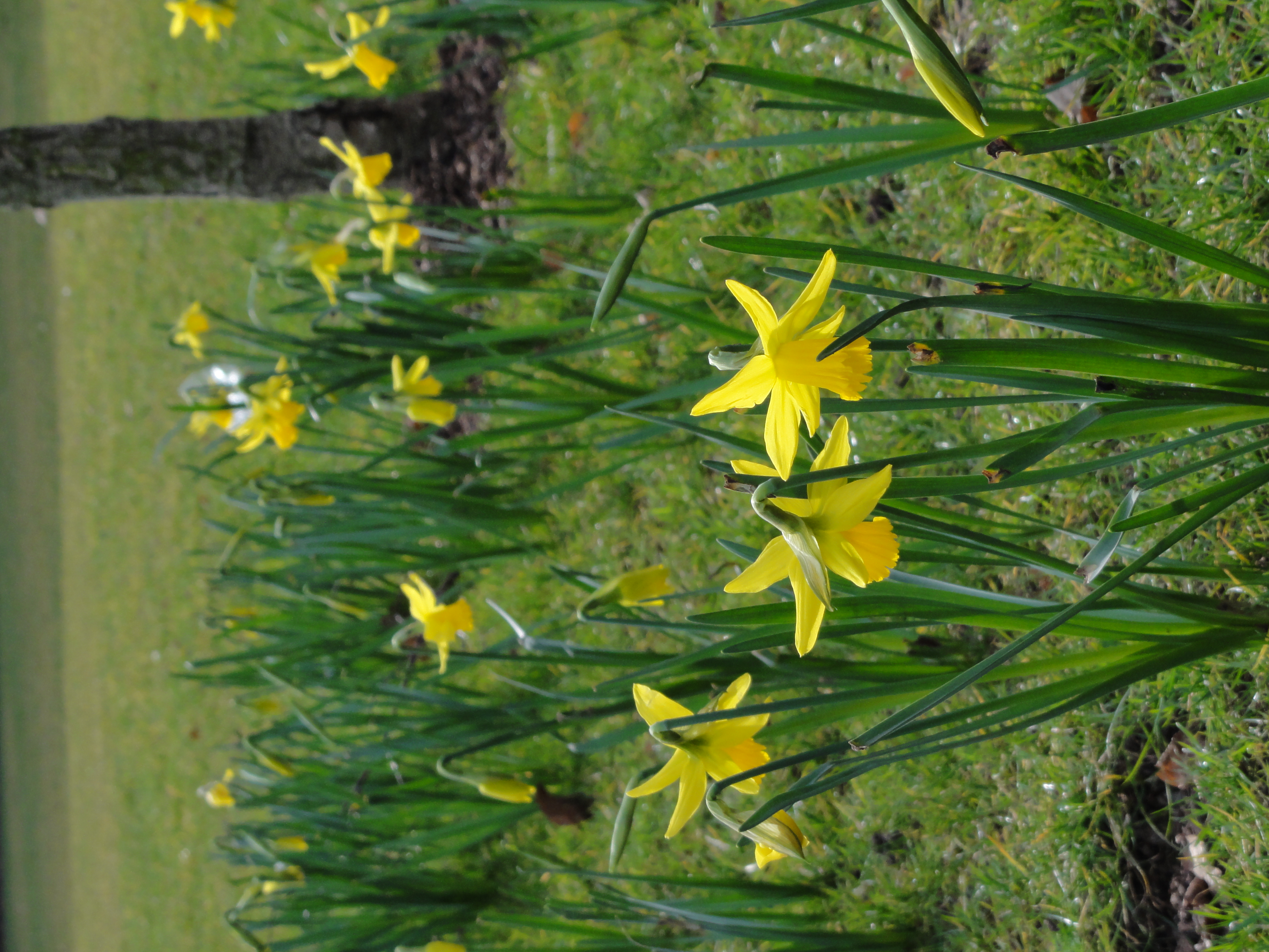 Sony Cybershot HX5 sample image, night flowers
