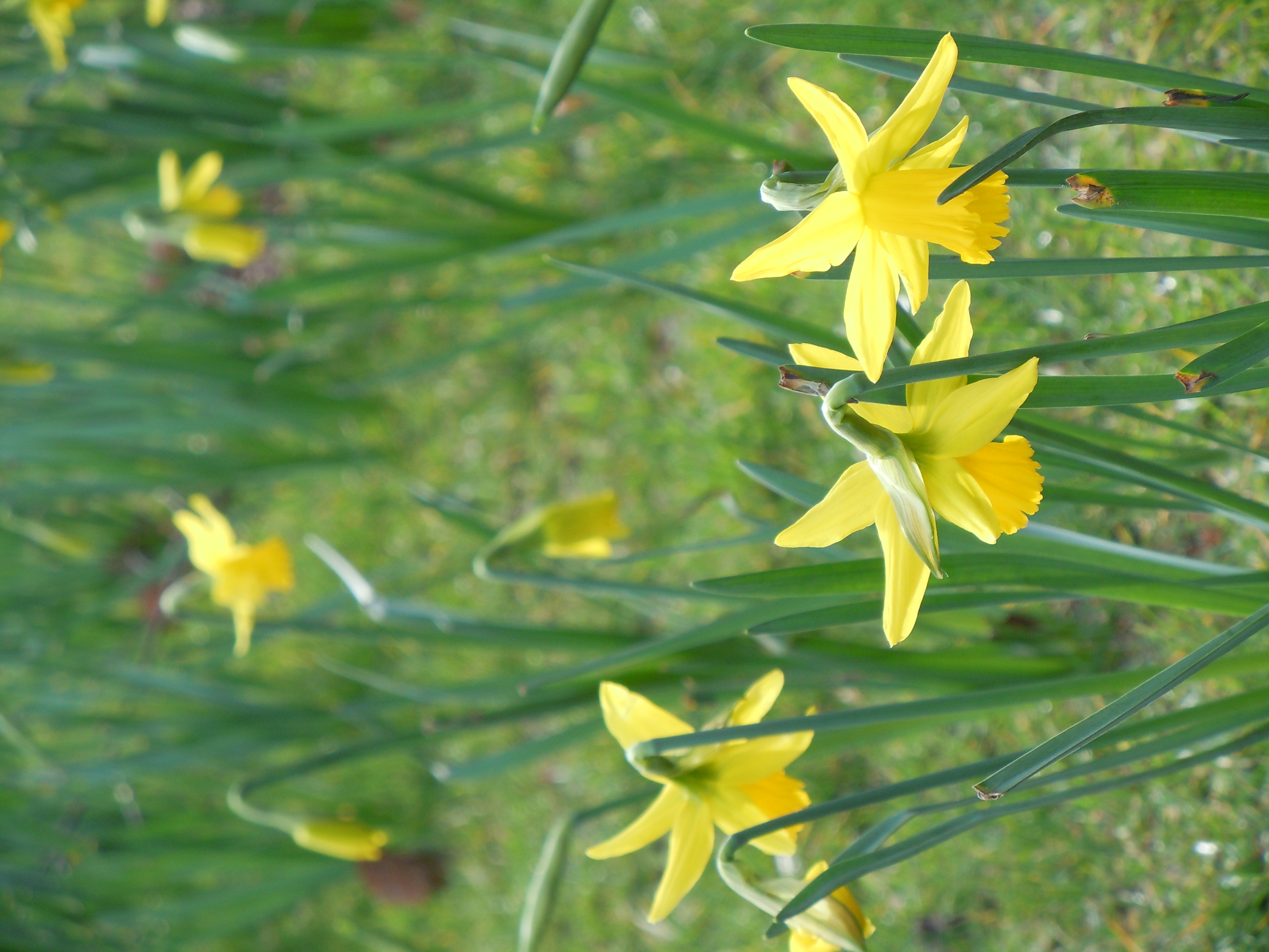 Nikon Coolpix S8000 sample image, flower