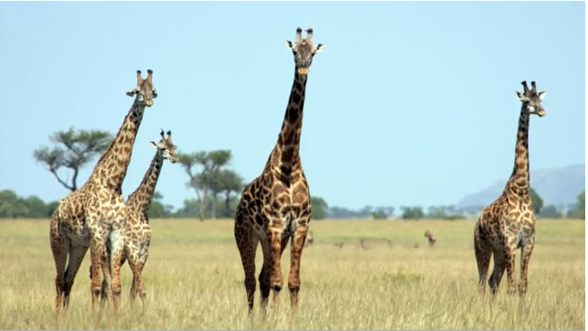 Wildlife grab