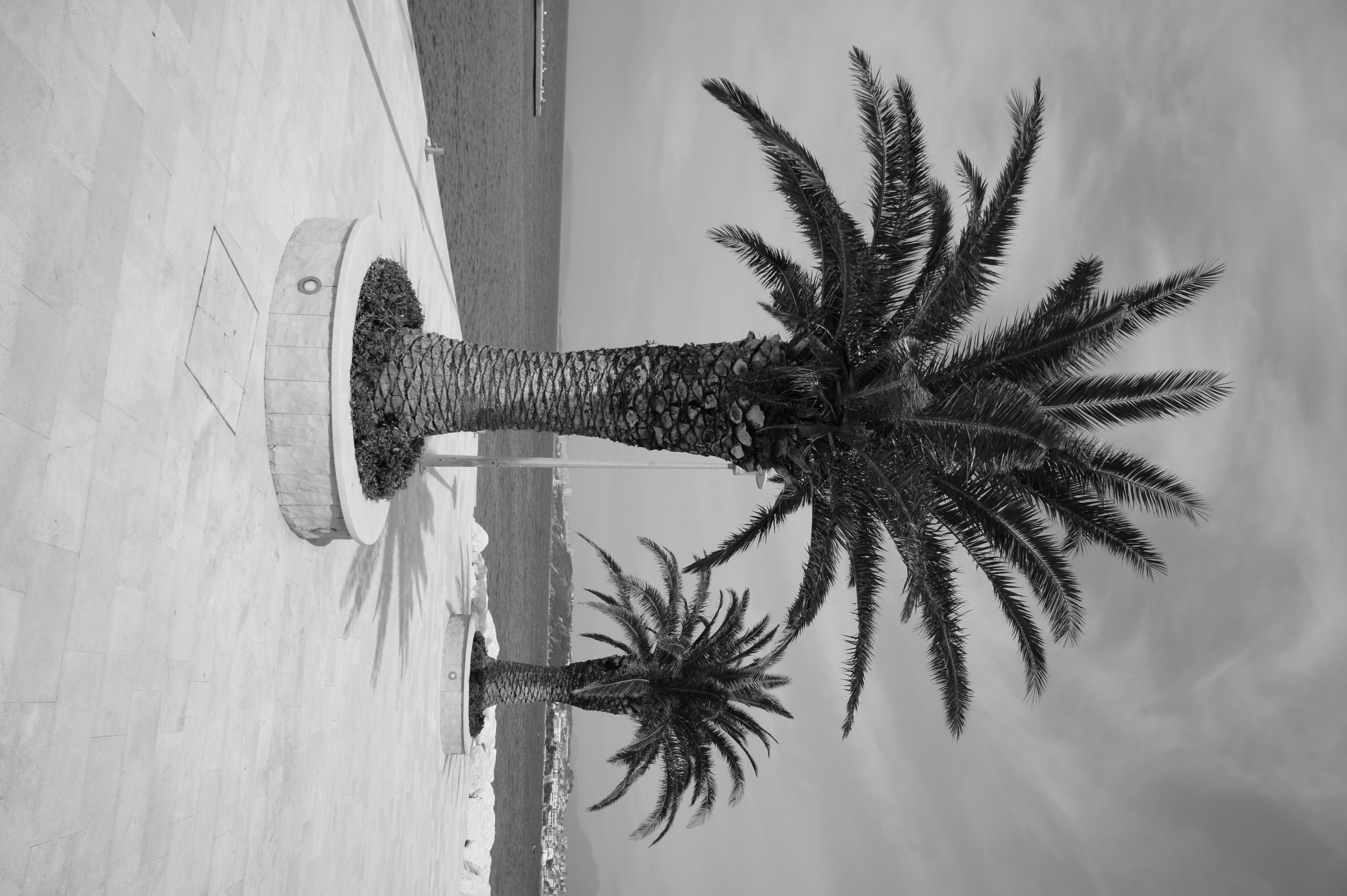 Sony NEX-5 Black and White Mode