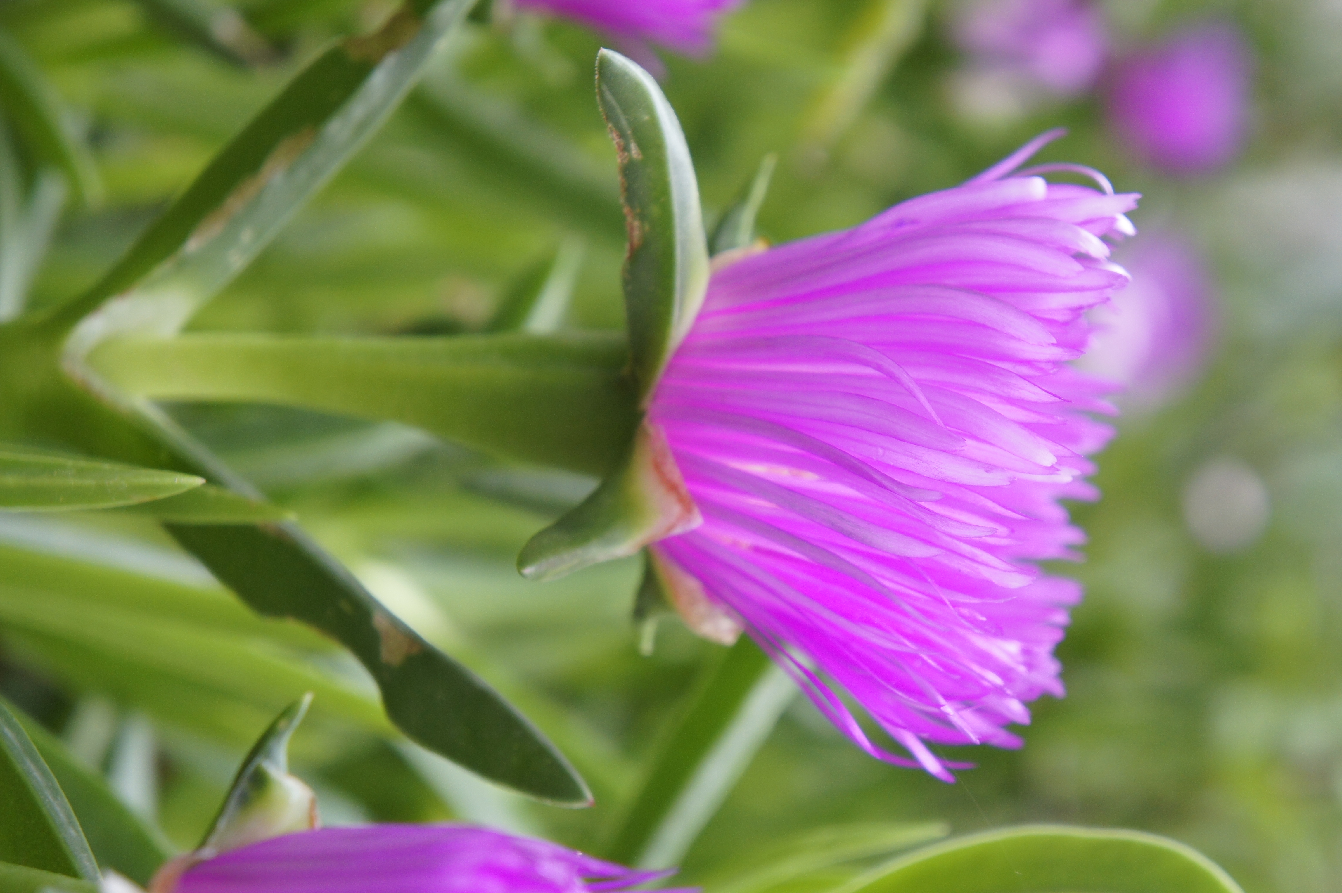 Sony NEX-5 macro mode